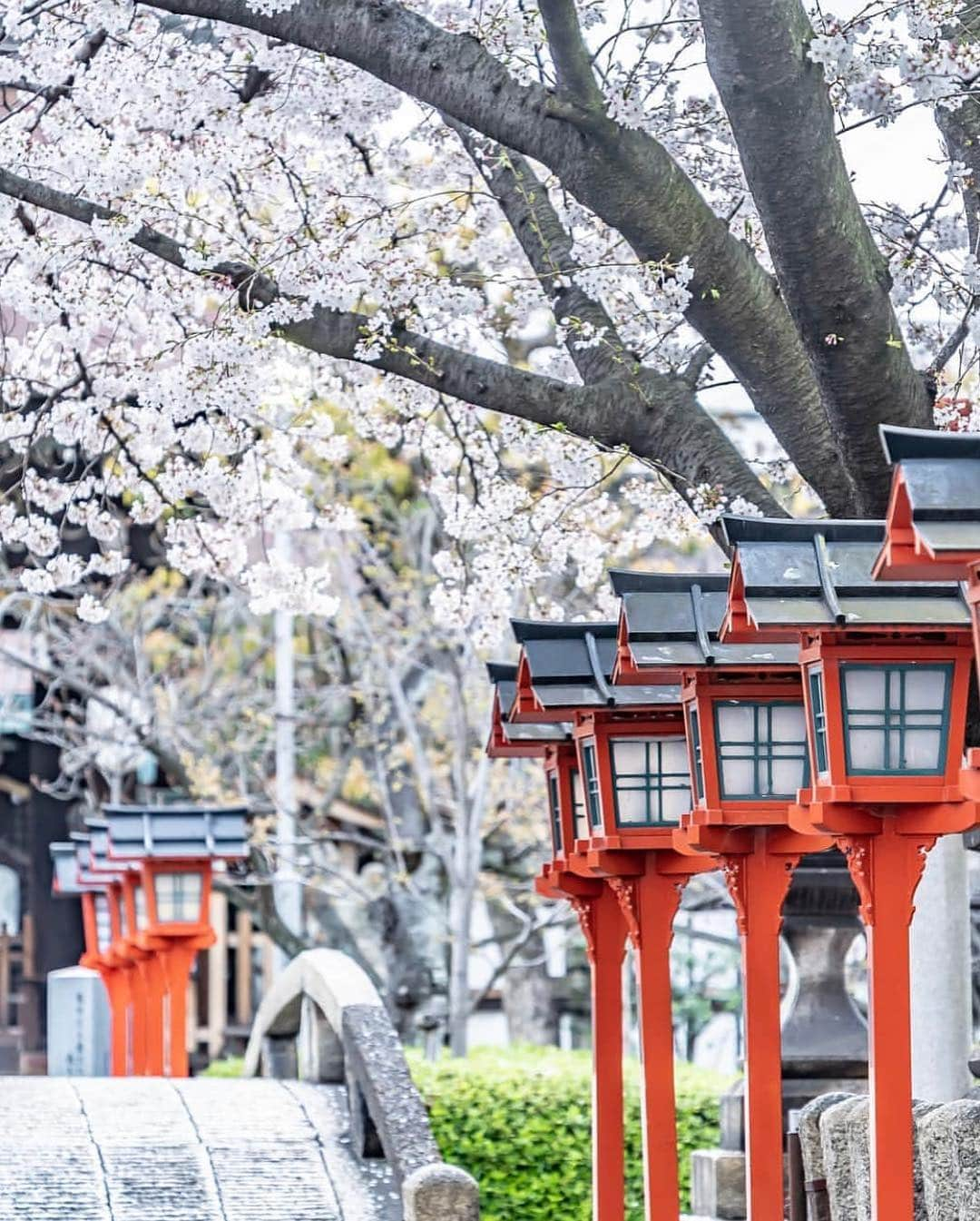 はなまっぷ❁日本の花風景さんのインスタグラム写真 - (はなまっぷ❁日本の花風景Instagram)「🍃🌸はなまっぷ平成最後の桜まつり🌸🍃 * @pic7s さんの 平成の桜に花まるを💮 * 平成を彩る日本の美しい桜をありがとうございます😊🌸🍃 * 京都  #伏見港公園 #竹中稲荷神社 #六孫王神社 Kyoto. * 見頃を過ぎている場所もご紹介しています。 お出かけの際はHP等で最新の情報をご確認くださいね🙏🌸🍃 * 🌸•••🍃•••🌸•••🍃•••🌸•••🍃•••🌸 * 🌸桜まつり概要🌸 * 期間:平成最後の日まで タグ:#はなまっぷ * #はなまっぷ  のタグの中から、桜のお写真をどんどんご紹介させていただきます。期間中はランダムに、複数枚投稿でもご紹介させていただく場合がございます。 * #桜#sakura#花見#さくら#日本#春#花#平成最後の#満開 * 🌸•••🍃•••🌸•••🍃•••🌸•••🍃•••🌸 * はなまっぷより * 💌LINEスタンプ「はなまっぷちゃん」絶賛発売中！みなさんのLINEにも花まるを💮 💌はなまっぷ本、Amazonや全国の書店さんで満開です！ぜひお手にとっていただけると嬉しいです🌸 * LINEスタンプ、はなまっぷ本は、プロフ欄記載のTwitterアカウントよりご確認ください。 * 🌸•••🍃•••🌸•••🍃•••🌸•••🍃•••🌸 *」4月9日 23時15分 - hanamap