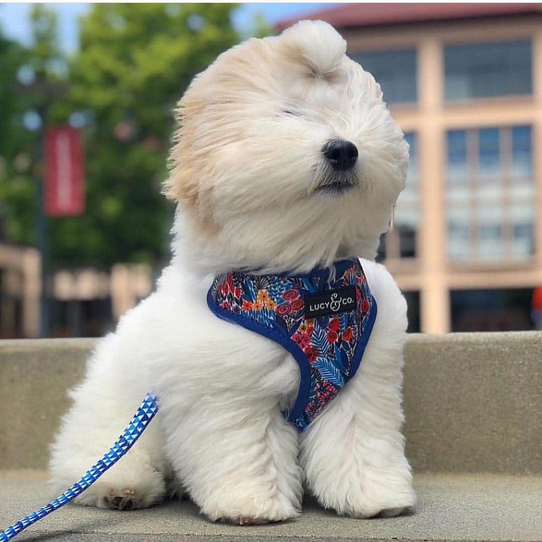 のインスタグラム：「“Dem ladies bout’ to be blown away by how handsome I look in my new @lucyand.co harness” writes @pongo.the.floof  #dogsofinstagram」