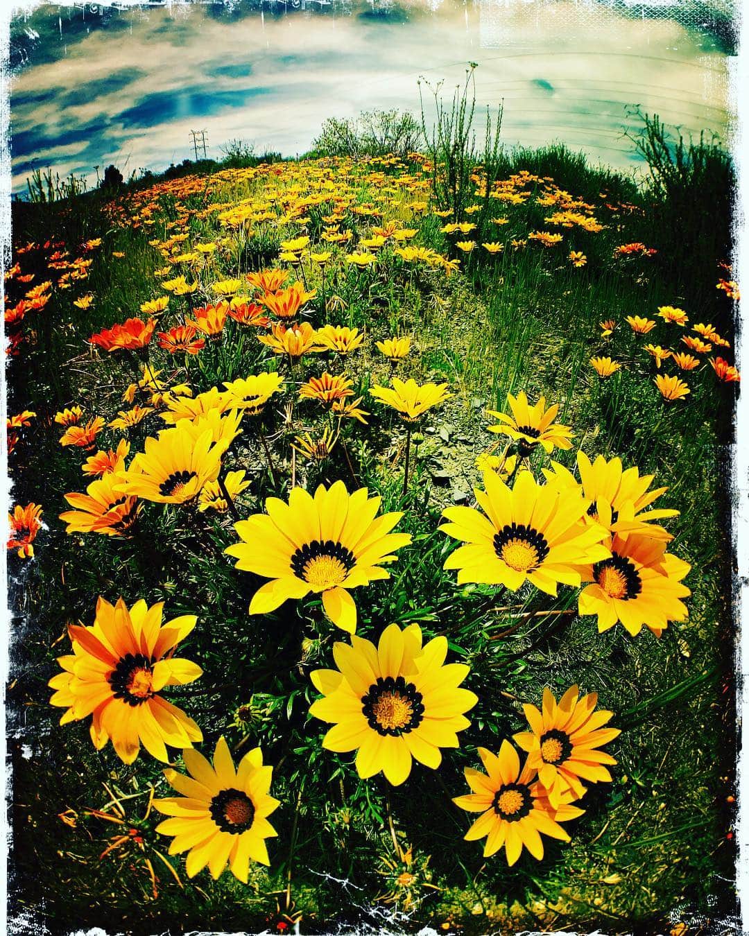 ロブ・モローのインスタグラム：「Sprung Spring Sunflowers #santamonicamountains」