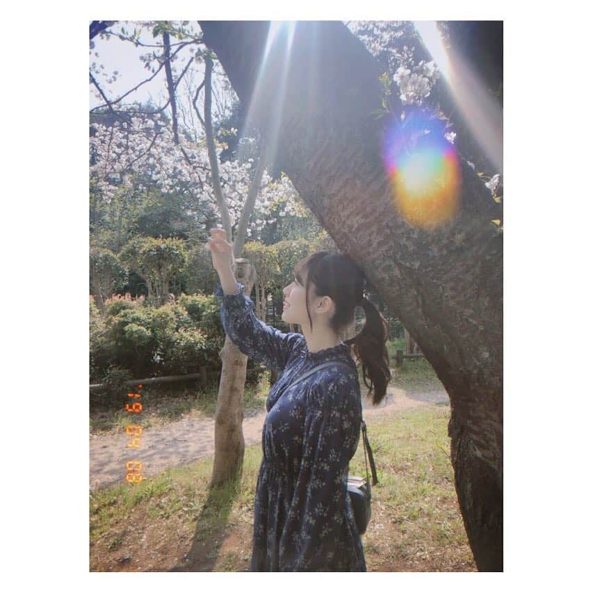 星名あゆみさんのインスタグラム写真 - (星名あゆみInstagram)「お昼頃の公園。🌸 ・﻿ ・﻿ ・﻿ #instagramjapan #igersjp #indies_gram #portrait #instagoodportraitlove #ig_photooftheday #followｍe #good_portraits_world #ポートレート #sakura #桜 #公園 #フィルムカメラ #film #アイドル #ootd #ワンピース #like4likes #春 #cherryblossom」4月9日 23時34分 - hoshina_ayumi