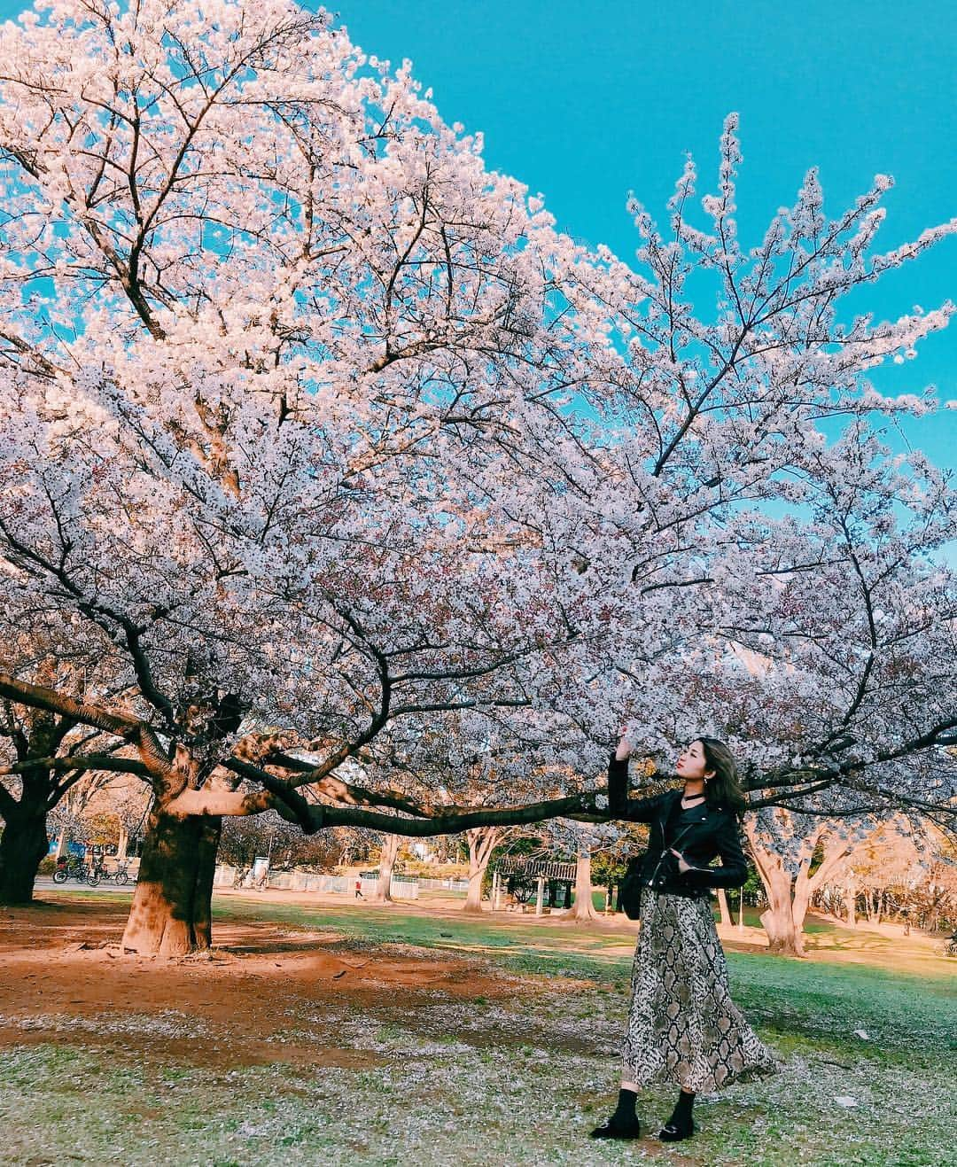 青野美沙稀さんのインスタグラム写真 - (青野美沙稀Instagram)「桜満開🌸 . 立派に咲き誇ってる 桜を見て 気持ちがシャキッとしました！ . #砧公園 #桜 #sakura #cherryblossom #allsaints」4月9日 23時28分 - misaki_aono