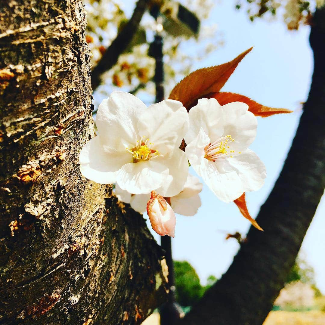 ヨーコさんのインスタグラム写真 - (ヨーコInstagram)「お花見☺︎ ・ ・ ・ レンタカー借りて埼玉は越生まで。 キャンプ場に桜の木！！ お花見しながらキャンプなんて贅沢♡ #桜 #さくら #🌸 #cherryblossom #cherryblossoms  #sakura  #花見 #お花見  #埼玉 #越生  #キャンプ  #camp #girlscamp  #camping #camper  #japan #spring」4月9日 23時32分 - y0k0_1108