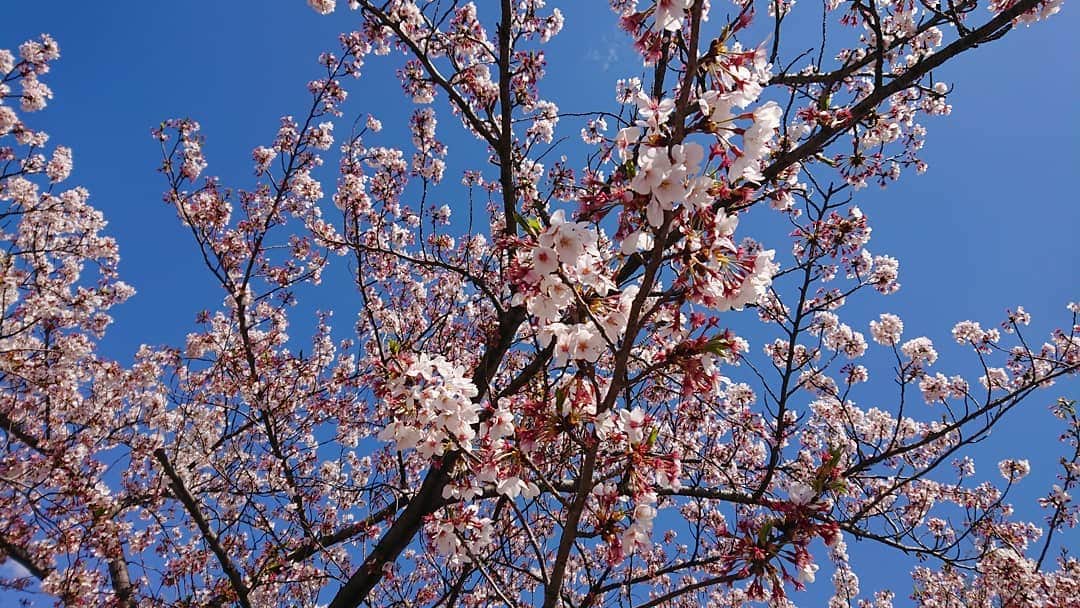 桜花さんのインスタグラム写真 - (桜花Instagram)「ピンクと水色🍀  素敵なコントラストに出会えて きゅんとした春の午後🌷✨ #桜  #さくら🌸  #cherrybrossam  #水色  #ピンク  #春  #桜日和  #可愛い  #cute  #cherryblossoms」4月9日 23時32分 - mountainohka