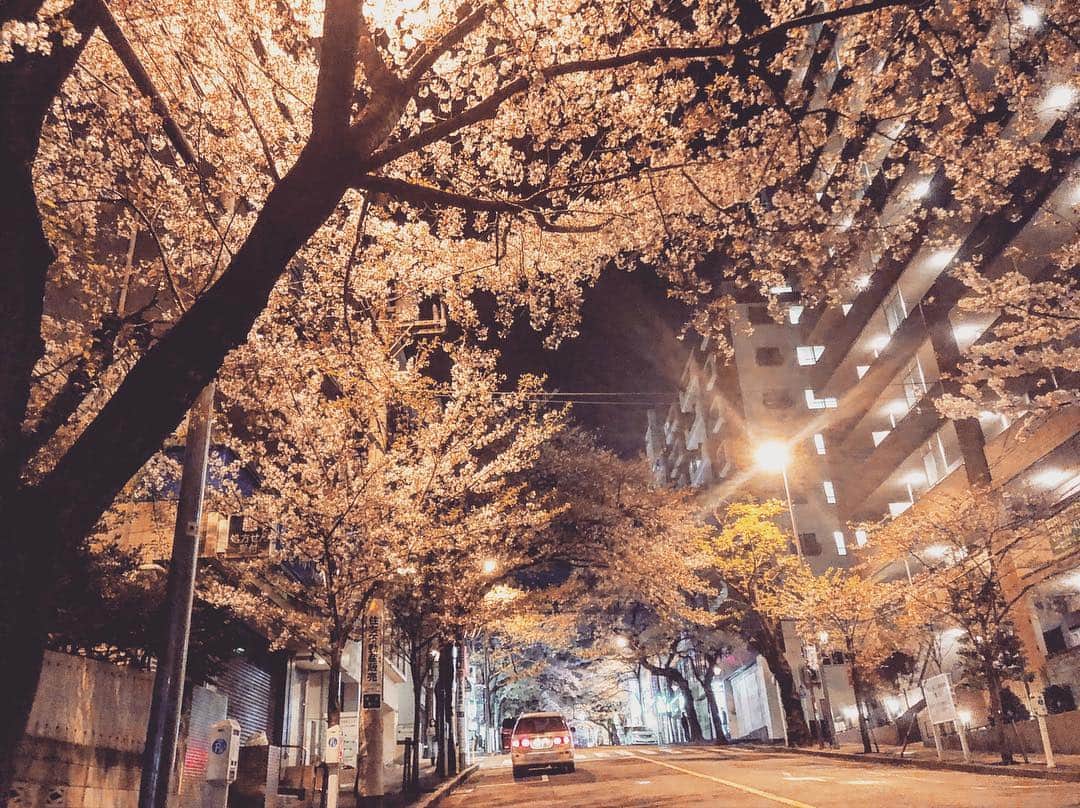 織戸学さんのインスタグラム写真 - (織戸学Instagram)「夜の散歩も気持ち良い。  もう桜🌸も散り始めた。  早いな」4月9日 23時43分 - maxorido