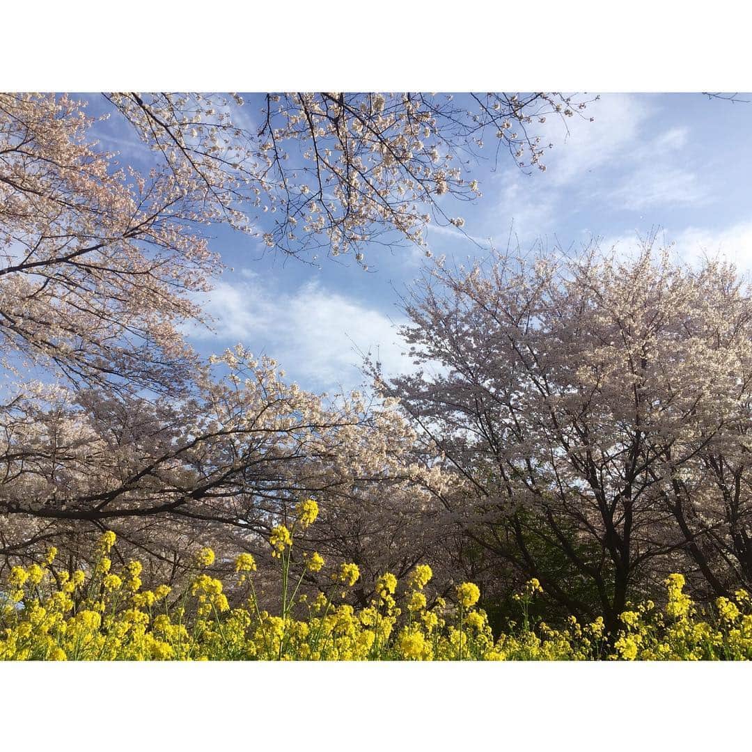 喜国雅彦＆国樹由香さんのインスタグラム写真 - (喜国雅彦＆国樹由香Instagram)「この季節はタイムラインが桜だらけで幸せ。我が家も先日、自宅から歩いてすぐの桜の名所でお花見しました。  お弁当は喜国さんが作成。国樹は詰めただけ（汗）。美味しかったー（由）  #cherryblossom #cherryblossomviewing #canolaflower #sky #jetcloud #picnic #ohanami #obento #yummy #tokyo #japan #空には飛行機雲 #最高」4月9日 23時38分 - kunikikuni