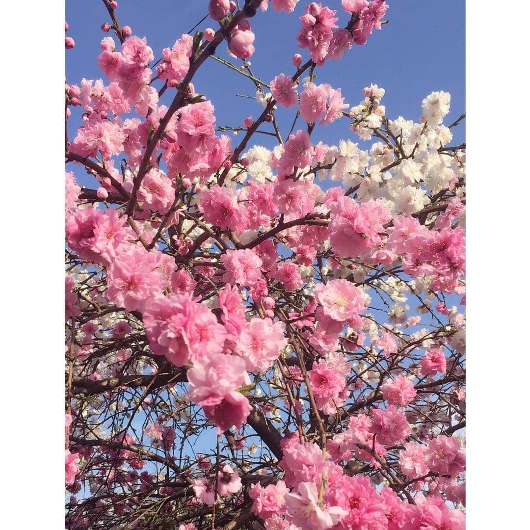 喜国雅彦＆国樹由香さんのインスタグラム写真 - (喜国雅彦＆国樹由香Instagram)「この季節はタイムラインが桜だらけで幸せ。我が家も先日、自宅から歩いてすぐの桜の名所でお花見しました。  お弁当は喜国さんが作成。国樹は詰めただけ（汗）。美味しかったー（由）  #cherryblossom #cherryblossomviewing #canolaflower #sky #jetcloud #picnic #ohanami #obento #yummy #tokyo #japan #空には飛行機雲 #最高」4月9日 23時38分 - kunikikuni