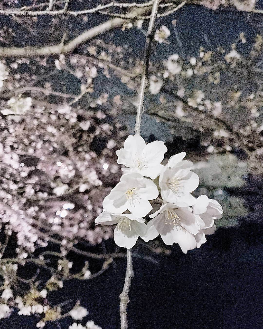 小田桐奈々さんのインスタグラム写真 - (小田桐奈々Instagram)「桜みれたよおおおおお…☺🌸 みんなはお花見とかしたのかな？( ˊᵕˋ ) #桜 #sakura」4月9日 23時47分 - odagirinana