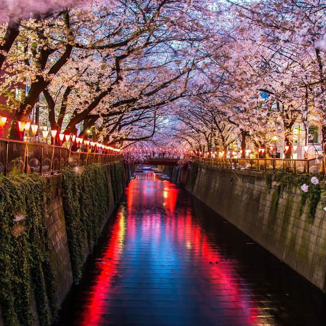 Lonely Planetさんのインスタグラム写真 - (Lonely PlanetInstagram)「It's no secret that #Tokyo in bloom is a sight to behold, but the city bursts into life in many other ways during the Spring months – tap the link in bio to check out the top things to see and do... 🌸」4月10日 0時00分 - lonelyplanet