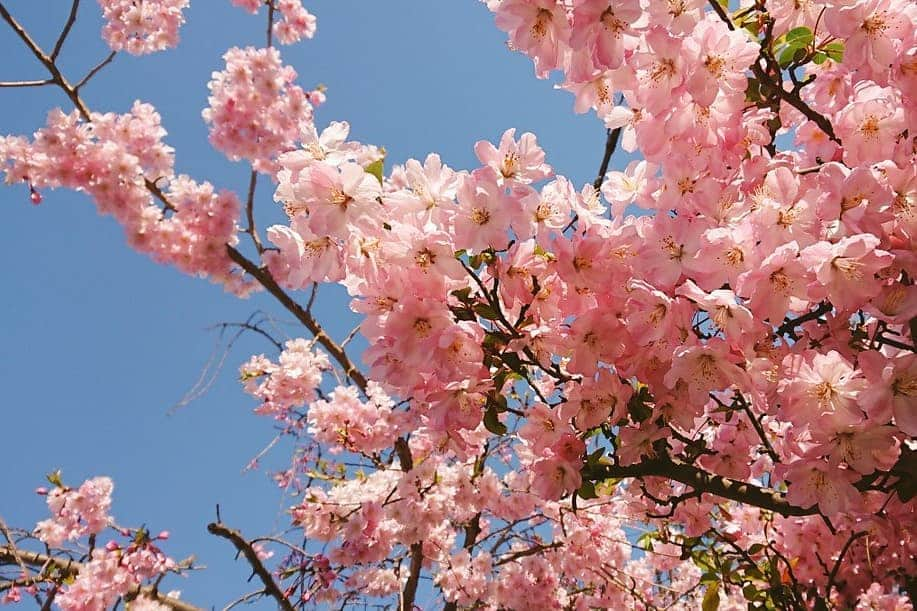 桜花さんのインスタグラム写真 - (桜花Instagram)「ハピピーン＼(^^)／🌸 4/10お誕生日迎えました🍀 気持ちはパワフル10代で何事もがんばりマウンテン🗻☀️ １枚目は新しい宣材写真、 ２枚目はぜんざい写真！笑 ニュー桜花も、よろしくお願い致します＼(^^)／🍀✨✨ #桜  #ハピピーン  #バースデー #ぜんざい  #せんざい  #ダジャレ #happybirthday  #happy #hapipin」4月10日 0時08分 - mountainohka