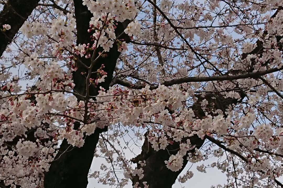 桜花さんのインスタグラム写真 - (桜花Instagram)「ハピピーン＼(^^)／🌸 4/10お誕生日迎えました🍀 気持ちはパワフル10代で何事もがんばりマウンテン🗻☀️ １枚目は新しい宣材写真、 ２枚目はぜんざい写真！笑 ニュー桜花も、よろしくお願い致します＼(^^)／🍀✨✨ #桜  #ハピピーン  #バースデー #ぜんざい  #せんざい  #ダジャレ #happybirthday  #happy #hapipin」4月10日 0時08分 - mountainohka