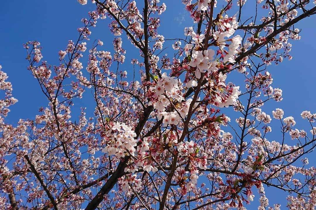 桜花さんのインスタグラム写真 - (桜花Instagram)「ハピピーン＼(^^)／🌸 4/10お誕生日迎えました🍀 気持ちはパワフル10代で何事もがんばりマウンテン🗻☀️ １枚目は新しい宣材写真、 ２枚目はぜんざい写真！笑 ニュー桜花も、よろしくお願い致します＼(^^)／🍀✨✨ #桜  #ハピピーン  #バースデー #ぜんざい  #せんざい  #ダジャレ #happybirthday  #happy #hapipin」4月10日 0時08分 - mountainohka