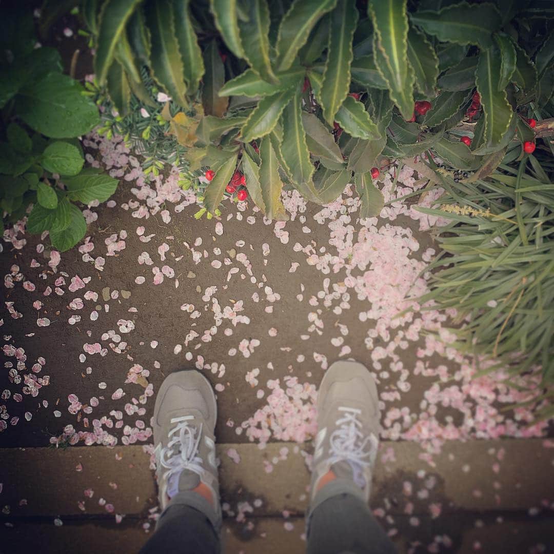 マシュー・チョジックさんのインスタグラム写真 - (マシュー・チョジックInstagram)「👟🌸 #物の哀れ #桜 #thepathosofthings #cherryblossom #Tokyo #Japan #東京」4月10日 0時01分 - matthew_chozick