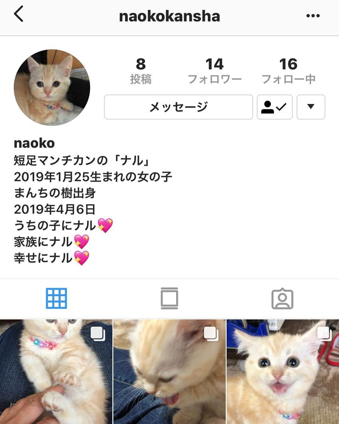 まんちの樹（マンチカンブリーダー）さんのインスタグラム写真 - (まんちの樹（マンチカンブリーダー）Instagram)「パインベビー：ナルちゃん。 ママさんがInstagram投稿始められたので紹介です。 ナルちゃんママ→@naokokansha  #マンチカン#スコティッシュフォールド#猫#ねこ#ネコ#ねこ部 #子猫#にゃんすたぐらむ#にゃんだふるらいふ#カメオタビー&ホワイト#まんちの樹#猫ブリーダー#マンチカンブリーダー#猫親戚 #cat#kitten#kitty#cute#meow #picneko#catstagram#instacat#catlover#catsofinstagram#ilovecat」4月10日 0時03分 - machiyominoura