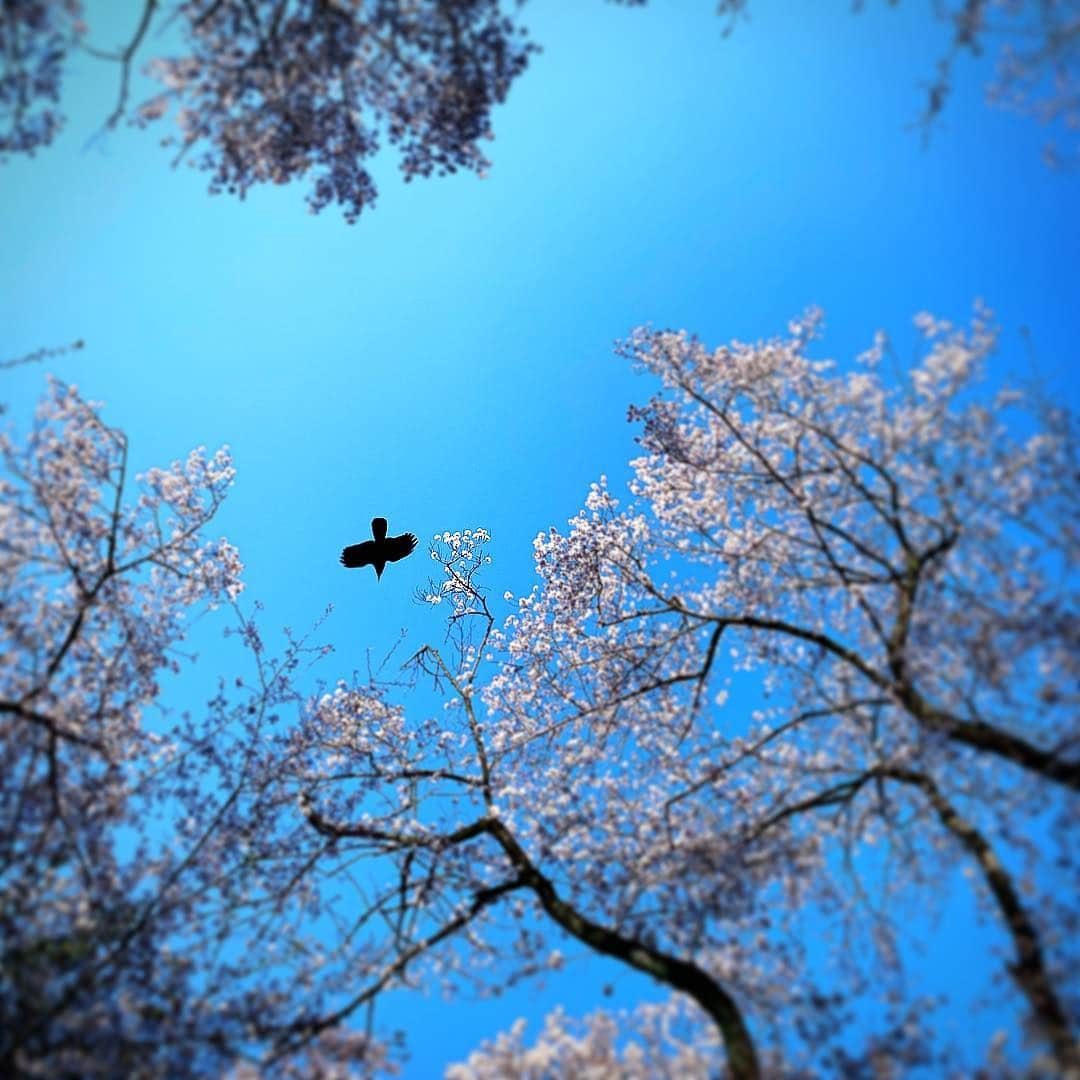 今野浩喜さんのインスタグラム写真 - (今野浩喜Instagram)4月10日 0時18分 - comnohiroki