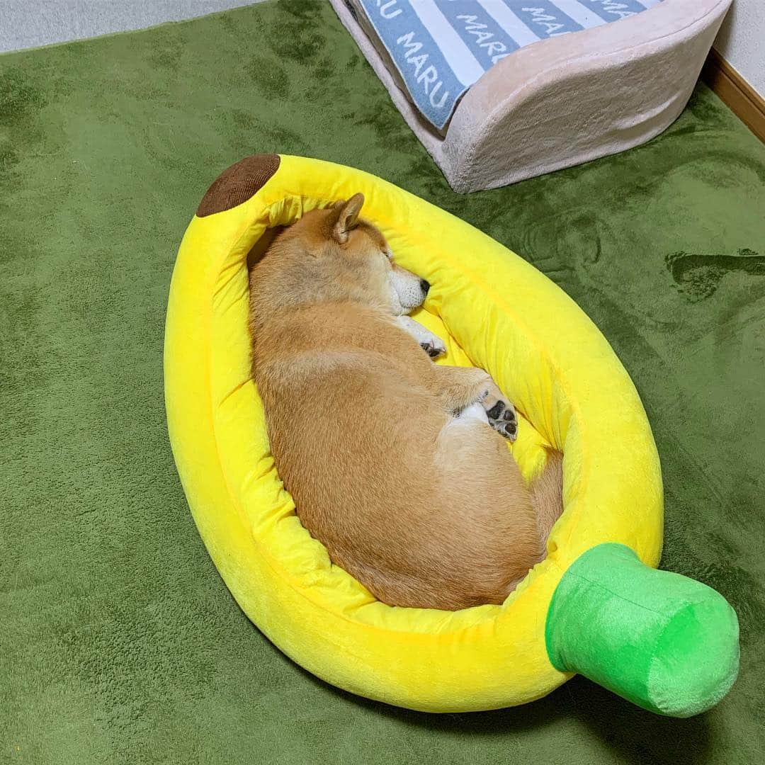 まる（まるたろう）さんのインスタグラム写真 - (まる（まるたろう）Instagram)「Good night!!✨🐶🍌💤✨明日起きたら一面雪景色でありますように🙏 #パパと達郎が言ってた #嘘ついたら裏だからね #そういえば #この寝方 #みじんこ寝  #って言うらしい #なので #バナナミジンコ寝 #と言う新しいジャンルを開拓する #フロンティアスピリット #流行ると思う」4月10日 0時16分 - marutaro