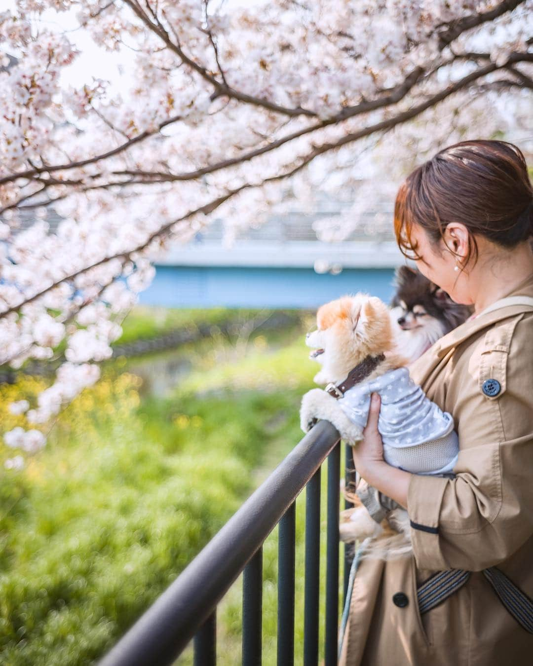 ポテチンさんのインスタグラム写真 - (ポテチンInstagram)「Ohanami 🌸 リプとお花見行きましたぢょ🍡 桜吹雪綺麗だったけど、お写真撮れたのは一枚だけでしたぢょ。」4月10日 0時23分 - pom.potechin