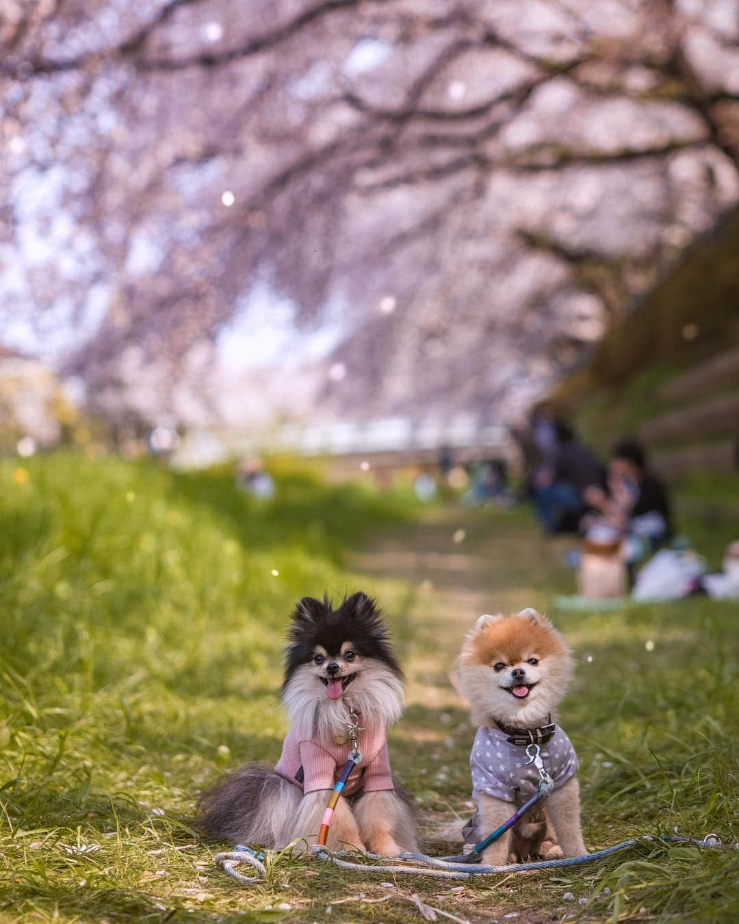 ポテチンさんのインスタグラム写真 - (ポテチンInstagram)「Ohanami 🌸 リプとお花見行きましたぢょ🍡 桜吹雪綺麗だったけど、お写真撮れたのは一枚だけでしたぢょ。」4月10日 0時23分 - pom.potechin