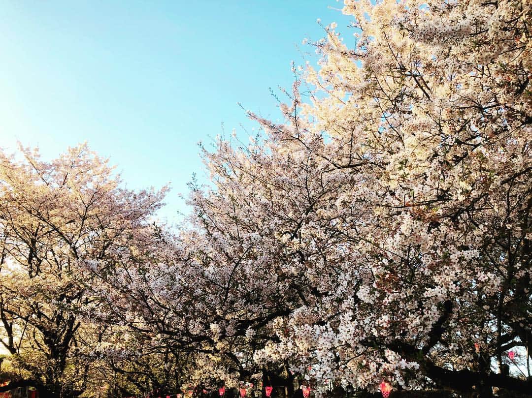 中嶋勝彦さんのインスタグラム写真 - (中嶋勝彦Instagram)「#桜  #桜まつり  四季を感じれる日本はいいね。 #春  #四季  #平成最後  #癒し  #relax  #幸せ  #happy」4月10日 0時43分 - katsuhiko_nakajima