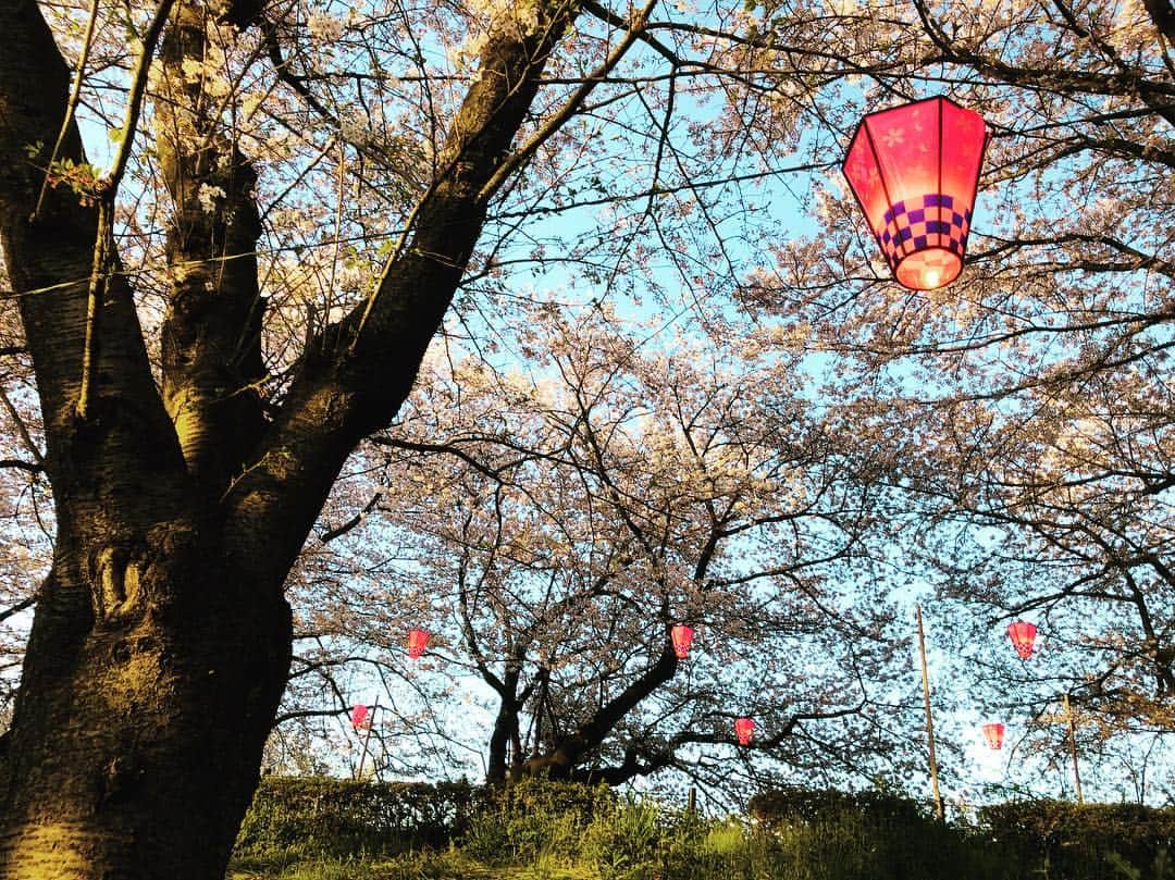 中嶋勝彦さんのインスタグラム写真 - (中嶋勝彦Instagram)「#桜  #桜まつり  四季を感じれる日本はいいね。 #春  #四季  #平成最後  #癒し  #relax  #幸せ  #happy」4月10日 0時43分 - katsuhiko_nakajima