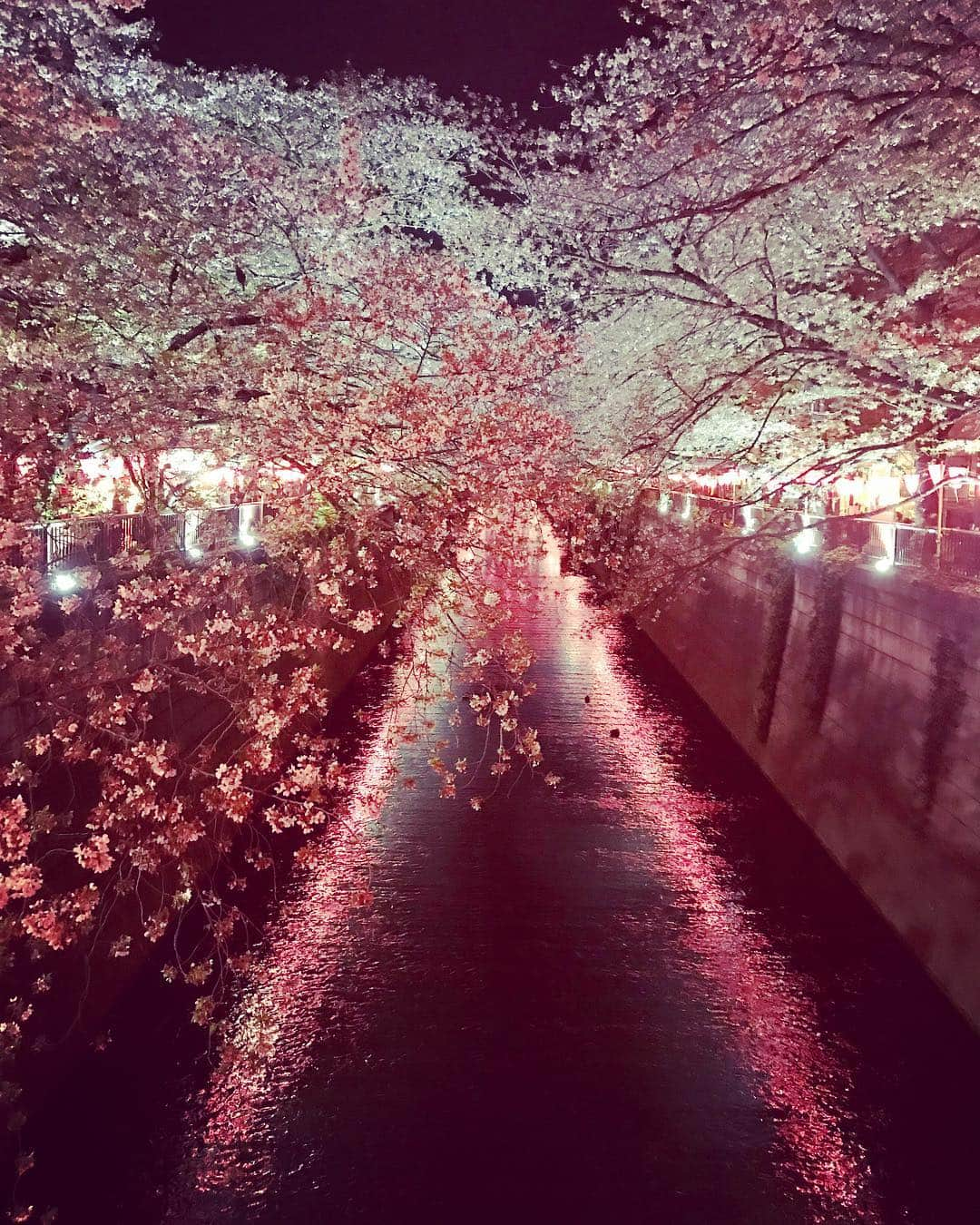 石原夕里朱さんのインスタグラム写真 - (石原夕里朱Instagram)「Cherry blossom viewing♡ #Meguro #cherryblossom #viewing #sakura #nightview #illuminated #beautiful #infullbloom #photogenic #pink #目黒 #目黒川 #お花見 #桜 #満開 #夜桜 #ライトアップ #綺麗 #フォトジェニック #お花見WEEK #散る前に見れて良かった #🌸」4月10日 0時52分 - ri_hannari