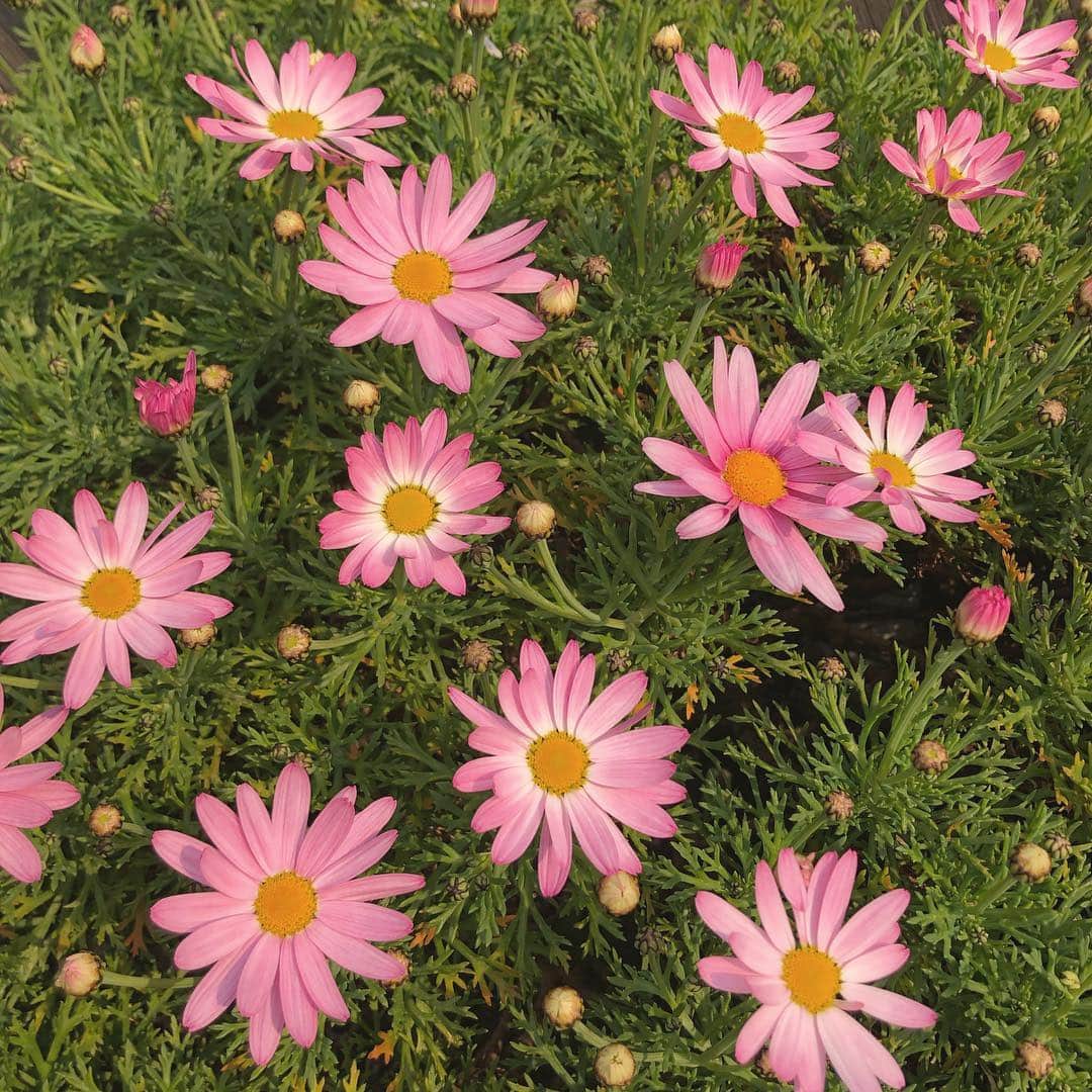 CHIHARUさんのインスタグラム写真 - (CHIHARUInstagram)「明日の東京さんは、真冬らしい。なんじゃらほい、へい？。綺麗なピンクで おやすみほい、へい！。🌸 #gn #flower #pink #instalike #instagood #followme」4月10日 0時46分 - chihalook1108