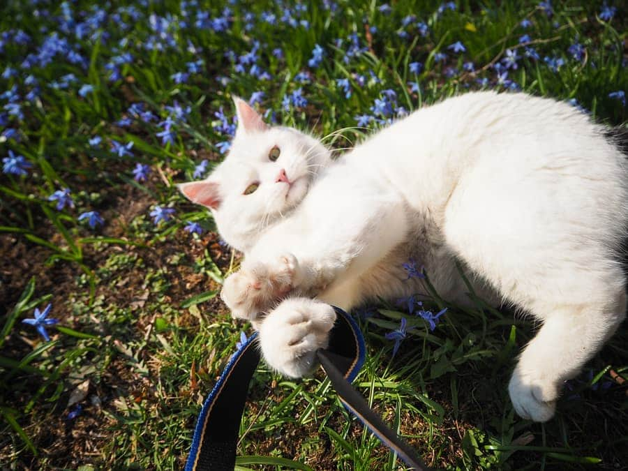 スターリンさんのインスタグラム写真 - (スターリンInstagram)「Camera straps are fun!」4月10日 0時54分 - stalinthecat