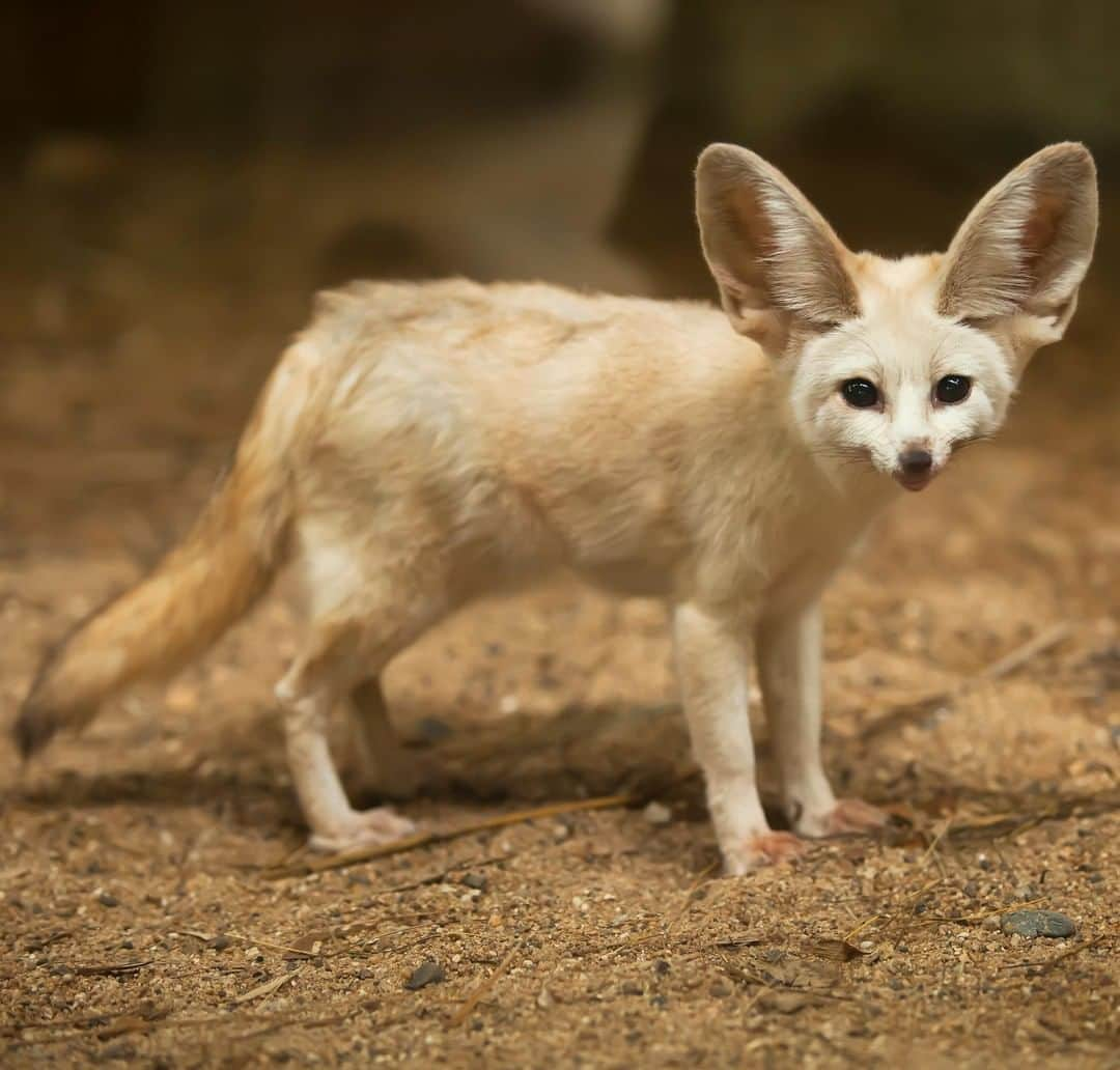 アニマルプラネットさんのインスタグラム写真 - (アニマルプラネットInstagram)「This fennec fox is all ears! To regulate their body temps they pant like no other. This keeps them cool as the heat climbs. . . . . . #animalsofinstagram #animalplanet #animaloftheday #wild #wildlife #outdoors #animals #wildanimals #conservation #nature #animallovers #instanature #wildgeography #fennecfox #fox」4月10日 1時00分 - animalplanet