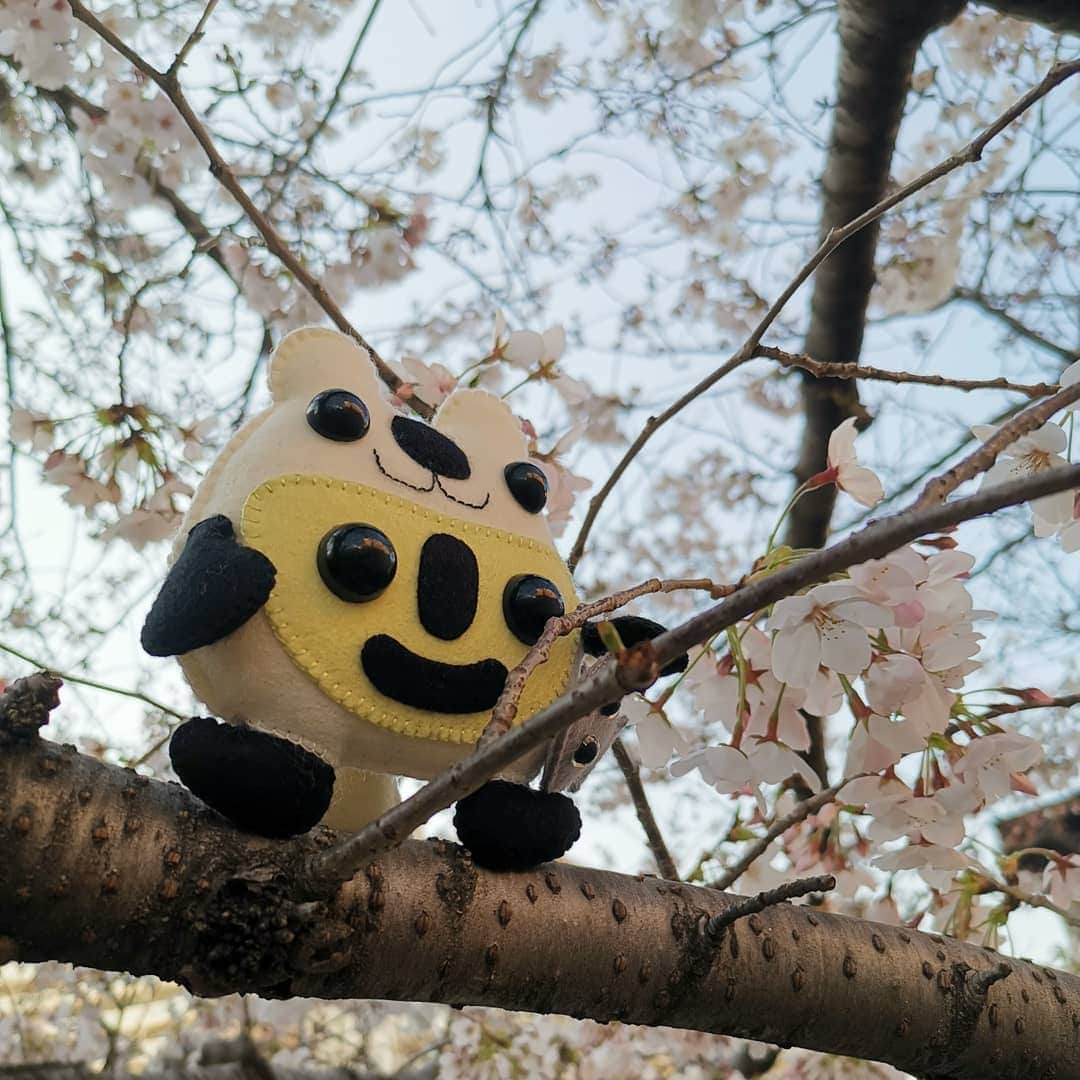 のインスタグラム：「Spring has come Cherryblossoms in Japan - expecting a wondrful trip to China! #cherryblossom #桜 #春」