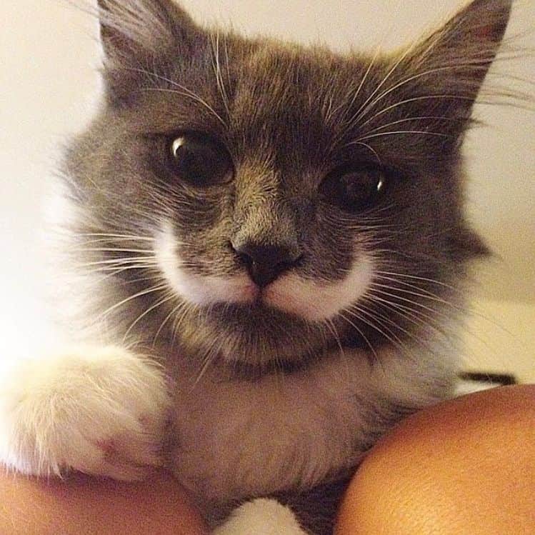 ハミルトンザ・ヒップスターキャットさんのインスタグラム写真 - (ハミルトンザ・ヒップスターキャットInstagram)「The evolution of fluff... Swipe ⬅️ (Plus how cute is Baby Hammy!!!) #mustachecat」4月10日 1時30分 - hamilton_the_hipster_cat
