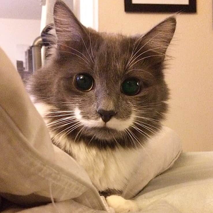 ハミルトンザ・ヒップスターキャットのインスタグラム：「The evolution of fluff... Swipe ⬅️ (Plus how cute is Baby Hammy!!!) #mustachecat」