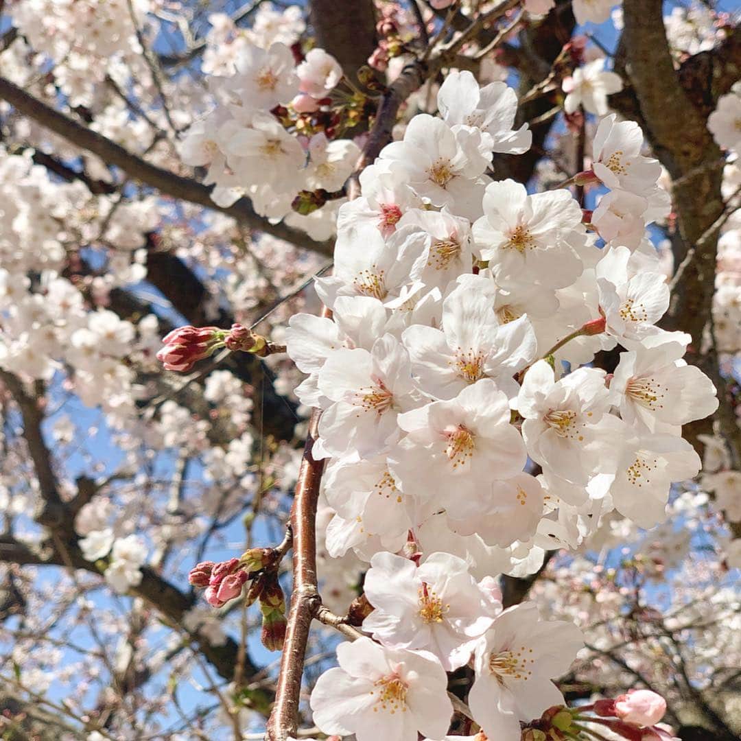 小野澤玲奈さんのインスタグラム写真 - (小野澤玲奈Instagram)「先週からつづいて今週。 月曜日とは、信じられない思い。笑  思わぬタイミングでお花見できて心がほどけた🥺🌸 桜色のパンツは#INDIVI 万能！色違いもほしいな♪  手作りの🌸アイシングクッキーもらって元気でた〜 さっき転んだ〜🥺 . . #お花見  #やっぱり私は日本人  #お仕事コーデ  #オフィスコーデ  #パンツスタイル  #勉強中  #アイシングクッキー  #手作り #すごいよね #でもごめんなさい笑 #ティッシュの上で撮影  #今週も頑張ろう  #がんばれーな」4月10日 2時14分 - reina.onozawa