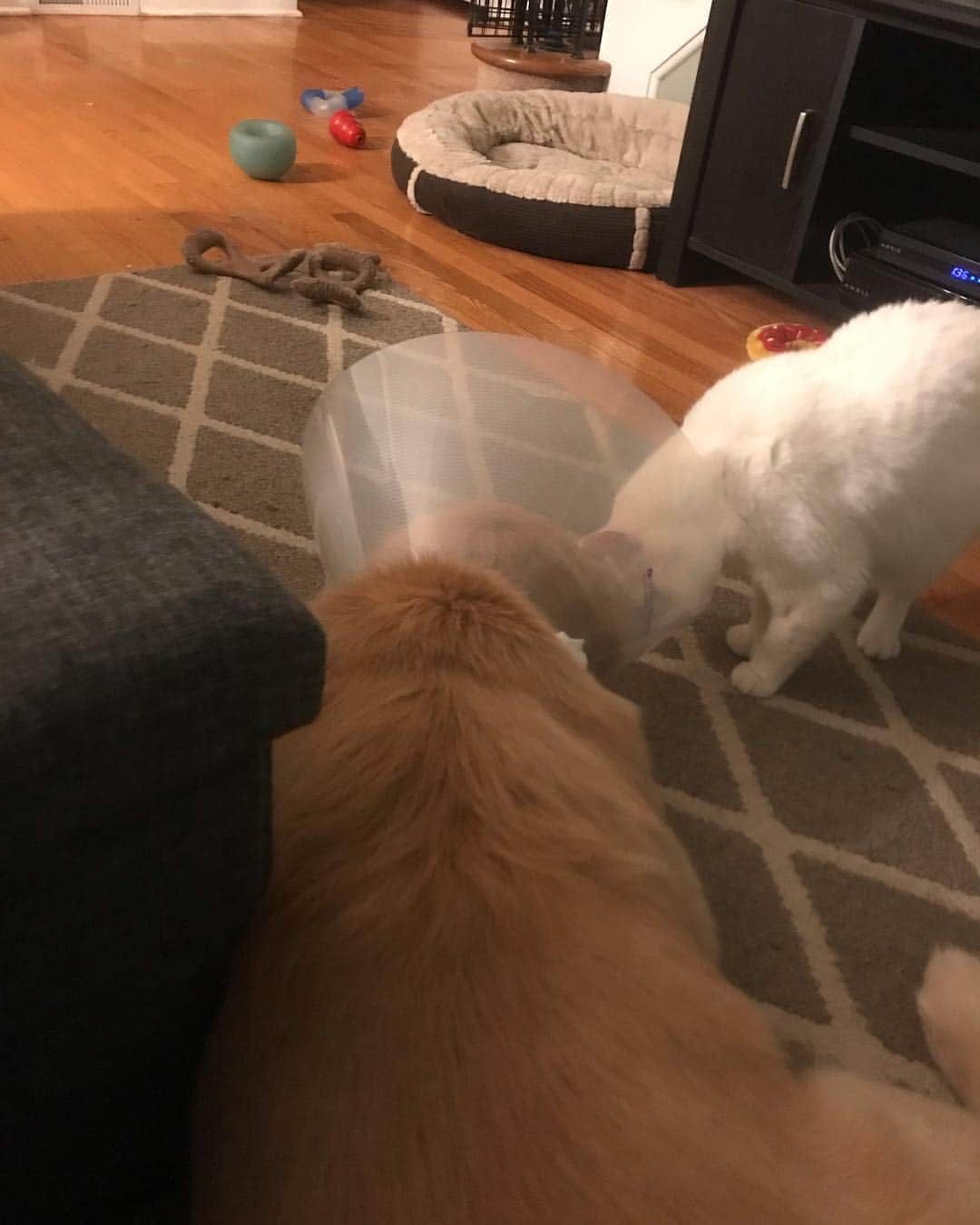 モヒートさんのインスタグラム写真 - (モヒートInstagram)「Skywalker giving Julep kisses in her cone 💜 ------------------------------- #goldensofig #goldenretriever  #goldenretrieversofinstagram #betterwithpets #dogsofig  #dogsofinstagram #fluffypack #gloriousgoldens #welovegoldens #ilovemydog #goldenlife #bestwoof #ProPlanDog #ilovegolden_retrievers #mydogiscutest #retrieversgram #dogsofcle」4月10日 2時39分 - mojito_rose_family