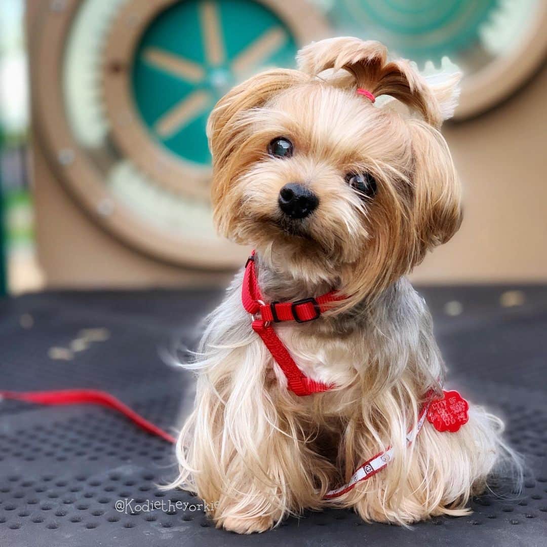 Kodie Bearさんのインスタグラム写真 - (Kodie BearInstagram)「🙋🏻‍♂️🐶💭Morning☀️Walkie with Daddy! Nice try but  no t😛t today🤦🏻‍♂️!」4月10日 2時40分 - kodietheyorkie