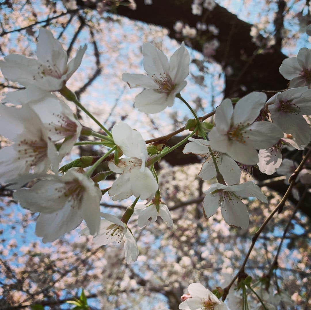 巴田みず希さんのインスタグラム写真 - (巴田みず希Instagram)「🌸 ・ 娘は7ヶ月齢で、人生初のお花見。 ・ 記憶にはきっと残らないけど、 脳みそのどっかに刻まれてる。 ・ ・ いつか大人になったら、娘が素敵なレディになったら、また同じ場所で一緒に写真を撮りたいな🤳 ・ ・ 綺麗な桜🌸 ・ 平成最後の桜が娘にとっての最初の桜✨ ・ とてもとても綺麗でした。 ・ ・ ・ #お花見 #桜 #花見 #cherryblossom #bloom #pink #コニー抱っこひも #コニー抱っこ紐 #抱っこ紐 @konny.jp #お出かけ #赤ちゃんとお出かけ #赤ちゃんと犬のいる生活 #赤ちゃんのいる生活 #7ヶ月 #7monthsbaby #whatabeautifulday #育児 #子育て #幸せな時間 #30代初ママ #新米ママと繋がりたい #ママリ #女の子ママ #babyandme #babygirl」4月10日 12時23分 - mizukitomoda