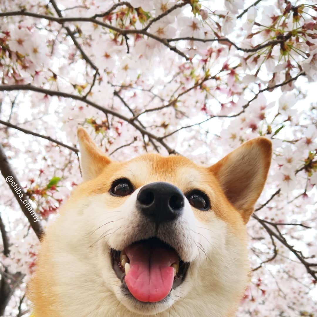 ちゃみさんのインスタグラム写真 - (ちゃみInstagram)「smile 😆🌸 自転車のかごからにぱっ！笑 #桜 #お花見散歩」4月10日 12時17分 - shiba_charmy