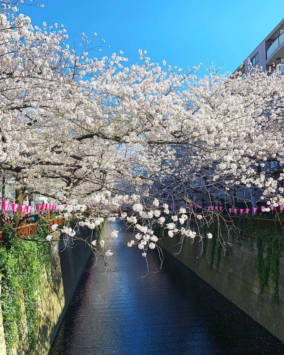 メロディー・モリタさんのインスタグラム写真 - (メロディー・モリタInstagram)「Checked one thing off my wish listーto see sakura in full bloom in Japan!☺️🌸✨ Thank you to everyone who sent me tons of recommendations. I was able to visit Meguro River and even see a cherry blossom blizzard (SWIPE!➡️) under the perfect blue sky✨ I also visited Hotel New Otani for a special occasion, and the lit up sakura in the Japanese Garden was absolutely breathtaking.😌🎀 Yesterday, I had a shoot and interview with a magazine in Japan, and we shot by the sakura alongside Sumidagawa River. It was freezing there because it was so windy, but I loved how quiet and peaceful it was there.✨ can't wait to share more deets soon! * 念願の人生初、日本での満開の桜を見ることができました‼️💖 皆さんがオススメしてくださった目黒川では桜吹雪も！🌸 そして、ホテルニューオータニのライトアップされた日本庭園の夜桜も本当に美しかったです。  昨日は、ある雑誌の撮影で隅田川に行ったのですが、そこでも素敵な桜と出会い、日本に来て３箇所で桜を堪能することができました😊 こちらの詳細についても、またシェアしますね🎀✨ #MelodeeinJapan #sakura #meguroriver #hotelnewotani #桜 #目黒川 #ホテルニューオータニ」4月10日 12時18分 - melodeemorita