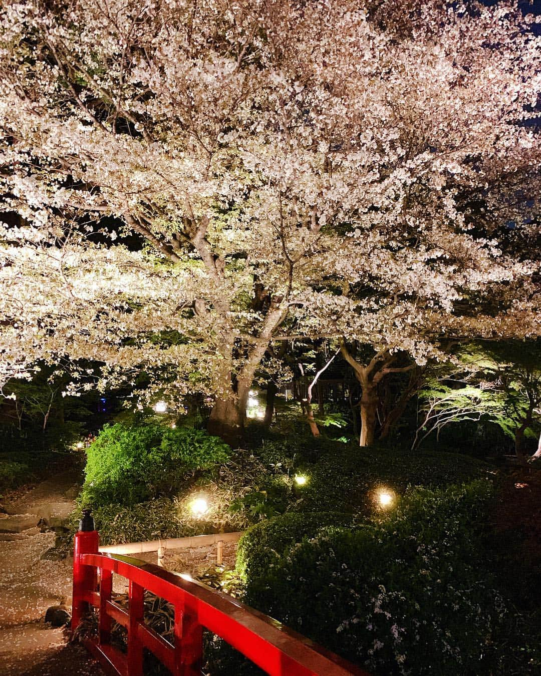 メロディー・モリタさんのインスタグラム写真 - (メロディー・モリタInstagram)「Checked one thing off my wish listーto see sakura in full bloom in Japan!☺️🌸✨ Thank you to everyone who sent me tons of recommendations. I was able to visit Meguro River and even see a cherry blossom blizzard (SWIPE!➡️) under the perfect blue sky✨ I also visited Hotel New Otani for a special occasion, and the lit up sakura in the Japanese Garden was absolutely breathtaking.😌🎀 Yesterday, I had a shoot and interview with a magazine in Japan, and we shot by the sakura alongside Sumidagawa River. It was freezing there because it was so windy, but I loved how quiet and peaceful it was there.✨ can't wait to share more deets soon! * 念願の人生初、日本での満開の桜を見ることができました‼️💖 皆さんがオススメしてくださった目黒川では桜吹雪も！🌸 そして、ホテルニューオータニのライトアップされた日本庭園の夜桜も本当に美しかったです。  昨日は、ある雑誌の撮影で隅田川に行ったのですが、そこでも素敵な桜と出会い、日本に来て３箇所で桜を堪能することができました😊 こちらの詳細についても、またシェアしますね🎀✨ #MelodeeinJapan #sakura #meguroriver #hotelnewotani #桜 #目黒川 #ホテルニューオータニ」4月10日 12時18分 - melodeemorita