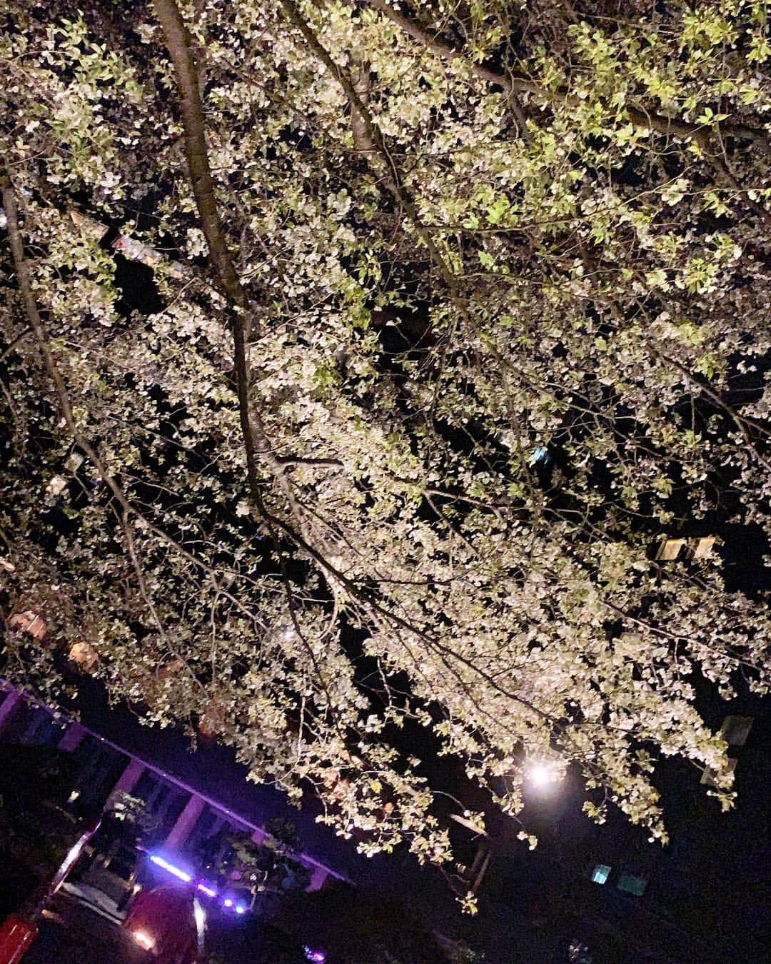 メロディー・モリタさんのインスタグラム写真 - (メロディー・モリタInstagram)「Checked one thing off my wish listーto see sakura in full bloom in Japan!☺️🌸✨ Thank you to everyone who sent me tons of recommendations. I was able to visit Meguro River and even see a cherry blossom blizzard (SWIPE!➡️) under the perfect blue sky✨ I also visited Hotel New Otani for a special occasion, and the lit up sakura in the Japanese Garden was absolutely breathtaking.😌🎀 Yesterday, I had a shoot and interview with a magazine in Japan, and we shot by the sakura alongside Sumidagawa River. It was freezing there because it was so windy, but I loved how quiet and peaceful it was there.✨ can't wait to share more deets soon! * 念願の人生初、日本での満開の桜を見ることができました‼️💖 皆さんがオススメしてくださった目黒川では桜吹雪も！🌸 そして、ホテルニューオータニのライトアップされた日本庭園の夜桜も本当に美しかったです。  昨日は、ある雑誌の撮影で隅田川に行ったのですが、そこでも素敵な桜と出会い、日本に来て３箇所で桜を堪能することができました😊 こちらの詳細についても、またシェアしますね🎀✨ #MelodeeinJapan #sakura #meguroriver #hotelnewotani #桜 #目黒川 #ホテルニューオータニ」4月10日 12時18分 - melodeemorita