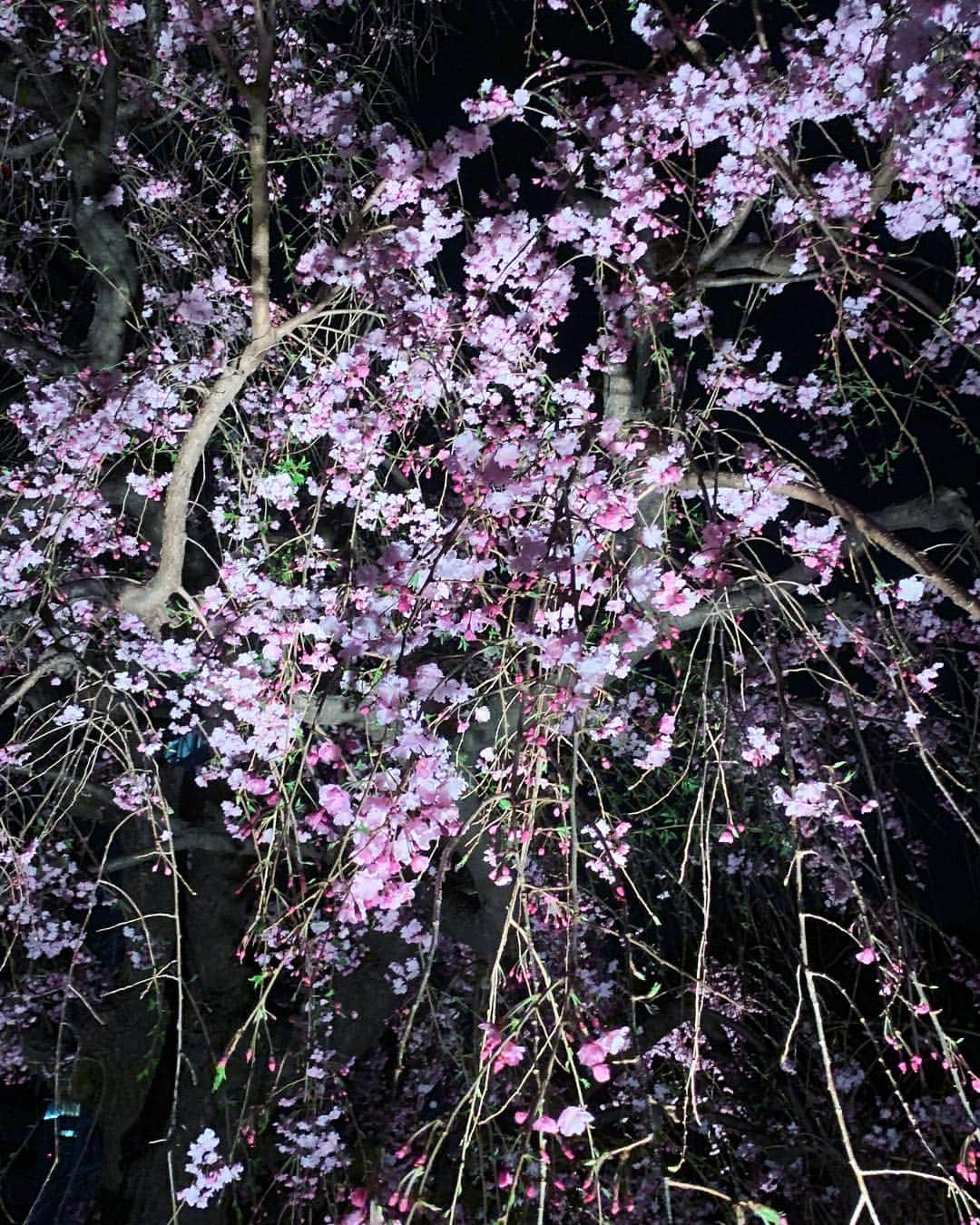 メロディー・モリタさんのインスタグラム写真 - (メロディー・モリタInstagram)「Checked one thing off my wish listーto see sakura in full bloom in Japan!☺️🌸✨ Thank you to everyone who sent me tons of recommendations. I was able to visit Meguro River and even see a cherry blossom blizzard (SWIPE!➡️) under the perfect blue sky✨ I also visited Hotel New Otani for a special occasion, and the lit up sakura in the Japanese Garden was absolutely breathtaking.😌🎀 Yesterday, I had a shoot and interview with a magazine in Japan, and we shot by the sakura alongside Sumidagawa River. It was freezing there because it was so windy, but I loved how quiet and peaceful it was there.✨ can't wait to share more deets soon! * 念願の人生初、日本での満開の桜を見ることができました‼️💖 皆さんがオススメしてくださった目黒川では桜吹雪も！🌸 そして、ホテルニューオータニのライトアップされた日本庭園の夜桜も本当に美しかったです。  昨日は、ある雑誌の撮影で隅田川に行ったのですが、そこでも素敵な桜と出会い、日本に来て３箇所で桜を堪能することができました😊 こちらの詳細についても、またシェアしますね🎀✨ #MelodeeinJapan #sakura #meguroriver #hotelnewotani #桜 #目黒川 #ホテルニューオータニ」4月10日 12時18分 - melodeemorita