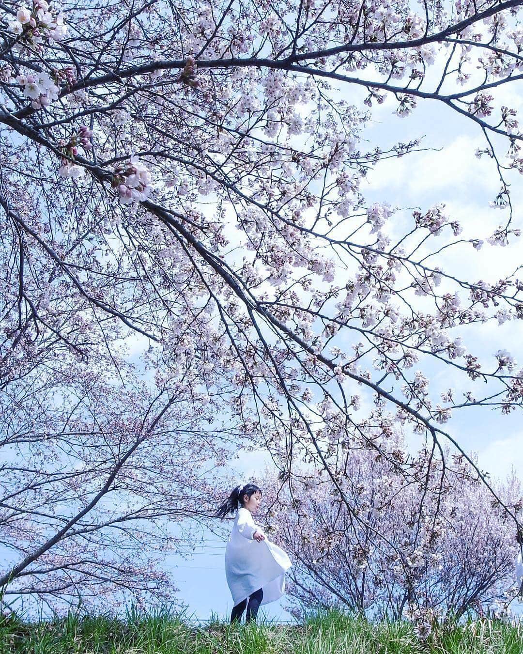 のインスタグラム：「こんにちは😊 現在、「春」をテーマにお写真・動画を募集中です✨ 本日の #タビスルキッズ はこちら💕 📷 @____amerinco____さん 🚩  宮城県・「白石川堤一目千本桜」 🎙ご本人コメント 2日連続千本桜。 きのうとは対岸の場所へ。 そして今日も寄れなかった。 むしろますますひいてしまった（笑） (写真は昨日の物です。今日の分もはまだゆっくり見れてないまま ＊＊＊＊＊＊ こちらは、約8㎞にわたる桜並木なんですね✨ いつも、ステキなお写真ありがとうございます💕」