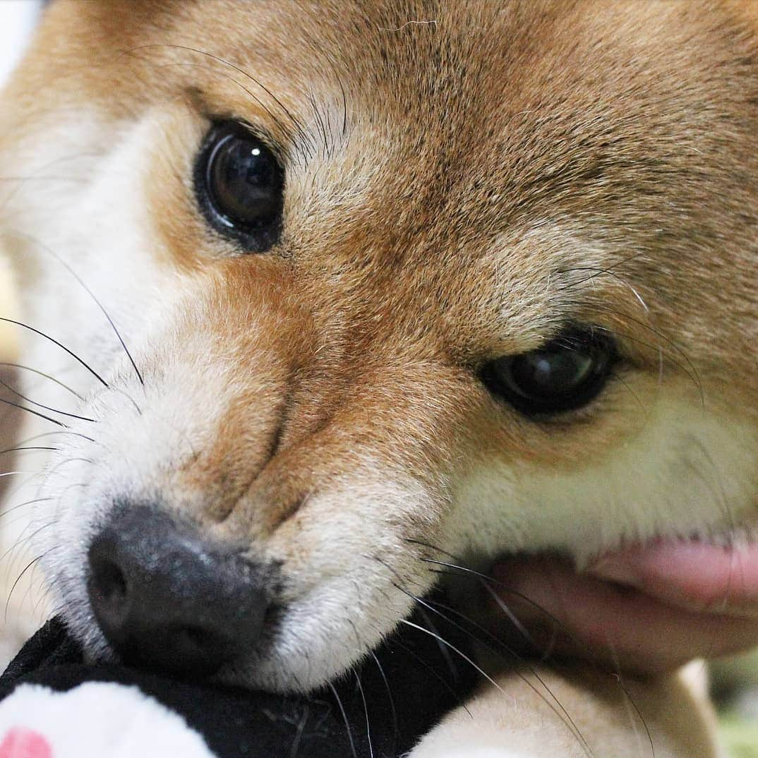 柴犬たま Shibainu Tamaさんのインスタグラム写真 - (柴犬たま Shibainu TamaInstagram)「* お気に入りのおもちゃを取ろうとすると ムキッとY字のシワが…😱💦💦💦 * Caption trans🇬🇧 When I try to steal Tama's favorite toy, she gets angry and "Y" appears on her nose…😱💦💦💦 * #柴犬たま #たママ #一眼レフ #一眼レフカメラ #かみかみ #ムキッ #鼻のシワ #鼻シワ #短気 #怒りっぽい #柴犬 #shiba #shibainu #shibastagram #犬 #dog」4月10日 12時18分 - tama7653