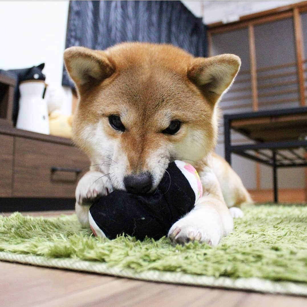 柴犬たま Shibainu Tamaさんのインスタグラム写真 - (柴犬たま Shibainu TamaInstagram)「* お気に入りのおもちゃを取ろうとすると ムキッとY字のシワが…😱💦💦💦 * Caption trans🇬🇧 When I try to steal Tama's favorite toy, she gets angry and "Y" appears on her nose…😱💦💦💦 * #柴犬たま #たママ #一眼レフ #一眼レフカメラ #かみかみ #ムキッ #鼻のシワ #鼻シワ #短気 #怒りっぽい #柴犬 #shiba #shibainu #shibastagram #犬 #dog」4月10日 12時18分 - tama7653