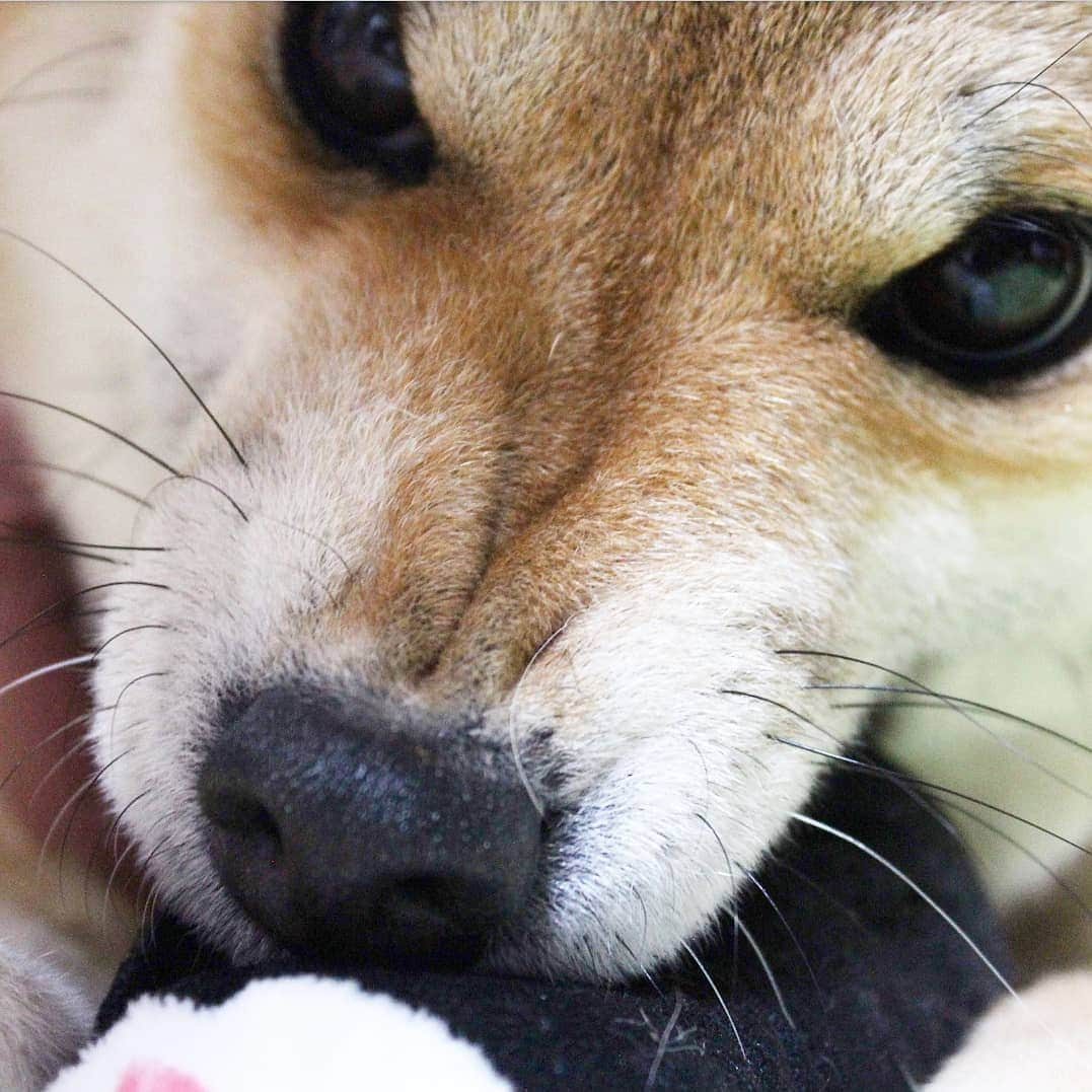 柴犬たま Shibainu Tamaさんのインスタグラム写真 - (柴犬たま Shibainu TamaInstagram)「* お気に入りのおもちゃを取ろうとすると ムキッとY字のシワが…😱💦💦💦 * Caption trans🇬🇧 When I try to steal Tama's favorite toy, she gets angry and "Y" appears on her nose…😱💦💦💦 * #柴犬たま #たママ #一眼レフ #一眼レフカメラ #かみかみ #ムキッ #鼻のシワ #鼻シワ #短気 #怒りっぽい #柴犬 #shiba #shibainu #shibastagram #犬 #dog」4月10日 12時18分 - tama7653