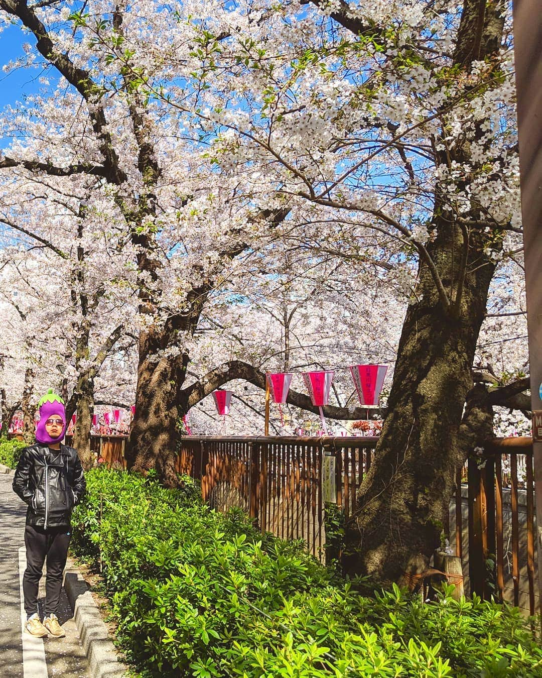 川原克己 さんのインスタグラム写真 - (川原克己 Instagram)「#花見」4月10日 12時31分 - tenjikunezumikawahara