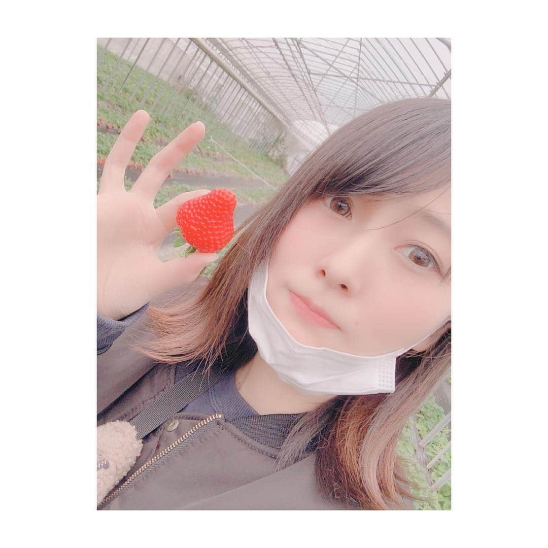 大崎みらいのインスタグラム：「、 おやじが、、 じゃなくて いちご狩りに行ってきたよ！ 、 神奈川の厚木の方にある 農園さんにお邪魔したよ！ 小学生ぶりのいちご狩り！ そして千葉県以外ははじめて！笑 、 真っ赤で甘いいちごが沢山でした！ 形もすごく綺麗なのもあるし 変な面白い形したのもあって どれだけデカイの取ったかとか 楽しかった🤣 、 練乳大好き勢なので マイ練乳チューブを持参しました！ 練乳最高！笑 、 いちご美味しかったー！ 、 、 、 #いちご狩り #厚木 #おやじ狩り #ではない #いちご #苺 #練乳 #マイ練乳 #練乳大好き勢 #日本 #japan #いちご好きと繋がりたい」