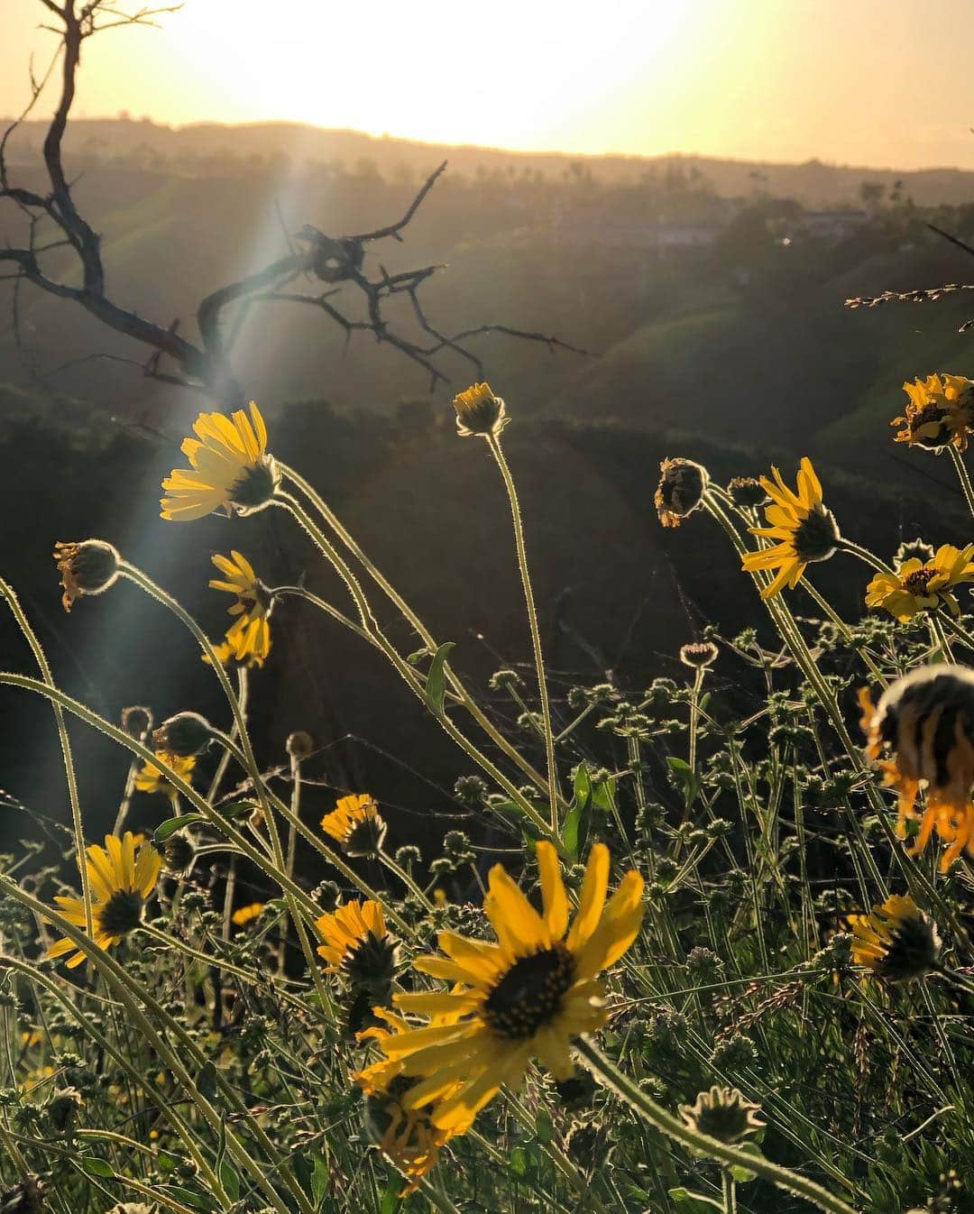 ナターシャ・ヘンストリッジさんのインスタグラム写真 - (ナターシャ・ヘンストリッジInstagram)「The hills are alive with the sound of #sunflowers #springhikes #happiness #amateurphotographer #nofilter」4月10日 12時55分 - natashahenstridge