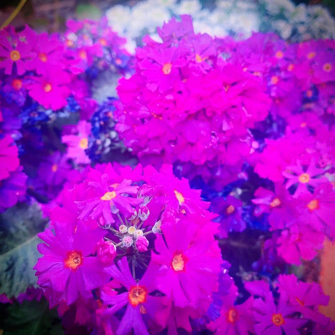 長谷川萌美さんのインスタグラム写真 - (長谷川萌美Instagram)「. .  #バーベナ .かなぁ？ #verbena  綺麗でした🤗 . .  #もえみた花たち . .  #flowers #花 #お花 #purple #blue #pink」4月10日 13時27分 - moemi_hasegawa