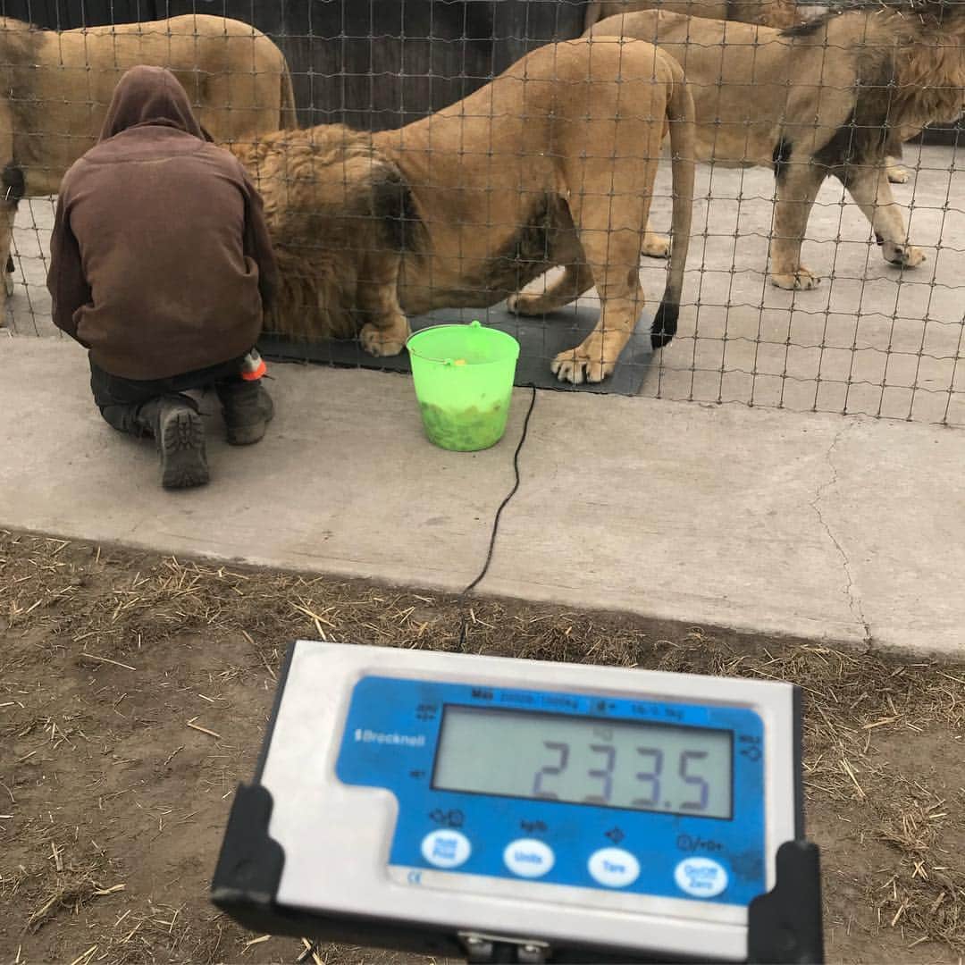 Black Jaguar-White Tiger さんのインスタグラム写真 - (Black Jaguar-White Tiger Instagram)「Just like I’ve been saying for the last year to Mario and everyone in the ranch: MK is huge. He weighs 233 kilos (513 pounds). He is only 14 pounds lighter than MIKI, but he is two and a half years younger, for sure, the biggest Lion that we have. And I’m super happy because I named him after our friend MK from Singapore, a true King that has helped the Foundation a lot. So I’m very happy that our biggest Lion is named after him. And my beloved Alvina is named after MK’s wife... @mt103 @sethsemilof @kamal @hauteliving #WithLove #MKsPrideBJWT」4月10日 5時09分 - blackjaguarwhitetiger