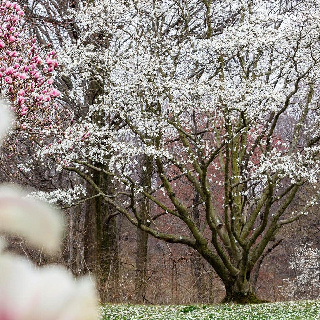 ニューヨーク植物園さんのインスタグラム写真 - (ニューヨーク植物園Instagram)「Things in our historic Magnolia Collection are moving fast thanks to yesterday’s 70-degree temps. The saucer #magnolias should pop soon, and the star and Kobus magnolias have burst into full, glorious flower. Moderate weather for the rest of the week means these spring icons should hold their color and be perfect for this weekend, so stave off FOMO by getting to NYBG ASAP.」4月10日 5時16分 - nybg