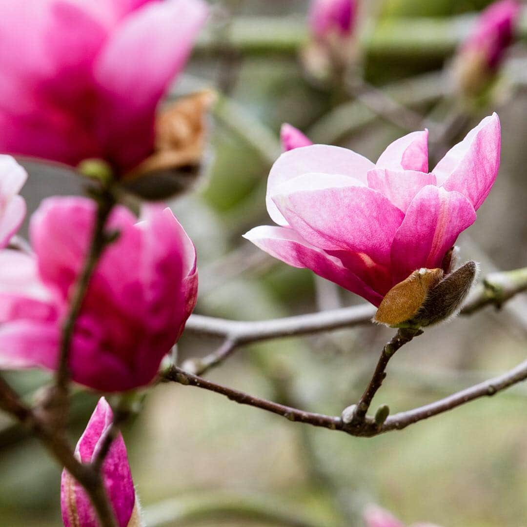 ニューヨーク植物園さんのインスタグラム写真 - (ニューヨーク植物園Instagram)「Things in our historic Magnolia Collection are moving fast thanks to yesterday’s 70-degree temps. The saucer #magnolias should pop soon, and the star and Kobus magnolias have burst into full, glorious flower. Moderate weather for the rest of the week means these spring icons should hold their color and be perfect for this weekend, so stave off FOMO by getting to NYBG ASAP.」4月10日 5時16分 - nybg